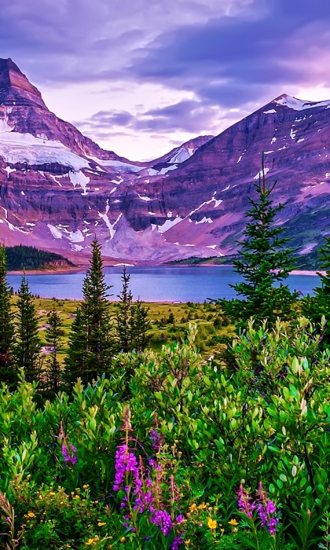 Скачать картинку Озера, Гора, Озеро, Цветок, Лес, Дерево, Земля, Земля/природа в телефон бесплатно.