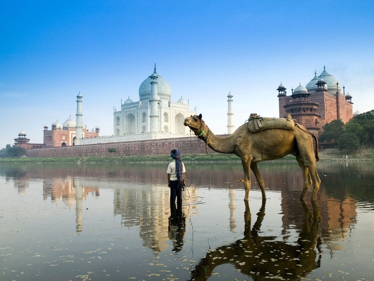 4918 descargar fondo de pantalla animales, paisaje, agua, camellos: protectores de pantalla e imágenes gratis