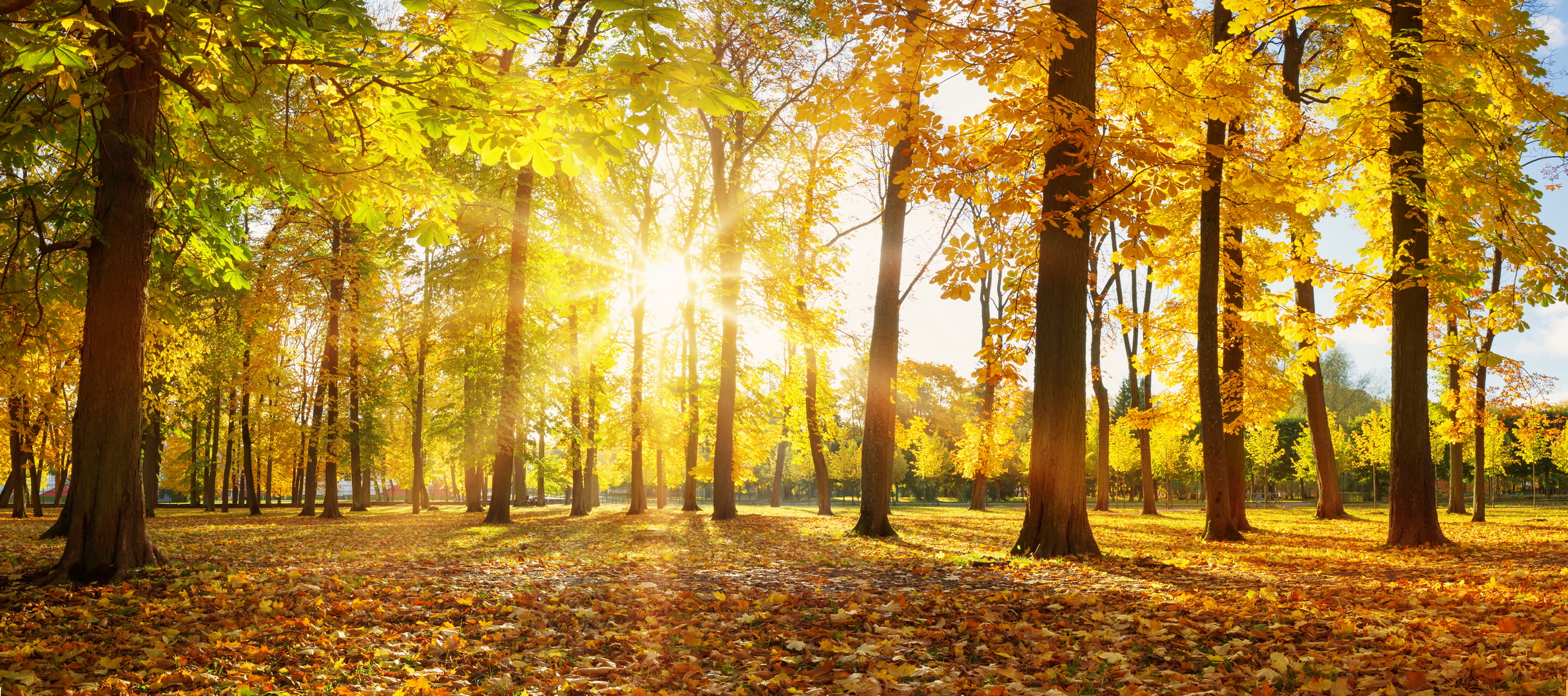 Descarga gratuita de fondo de pantalla para móvil de Otoño, Tierra/naturaleza.