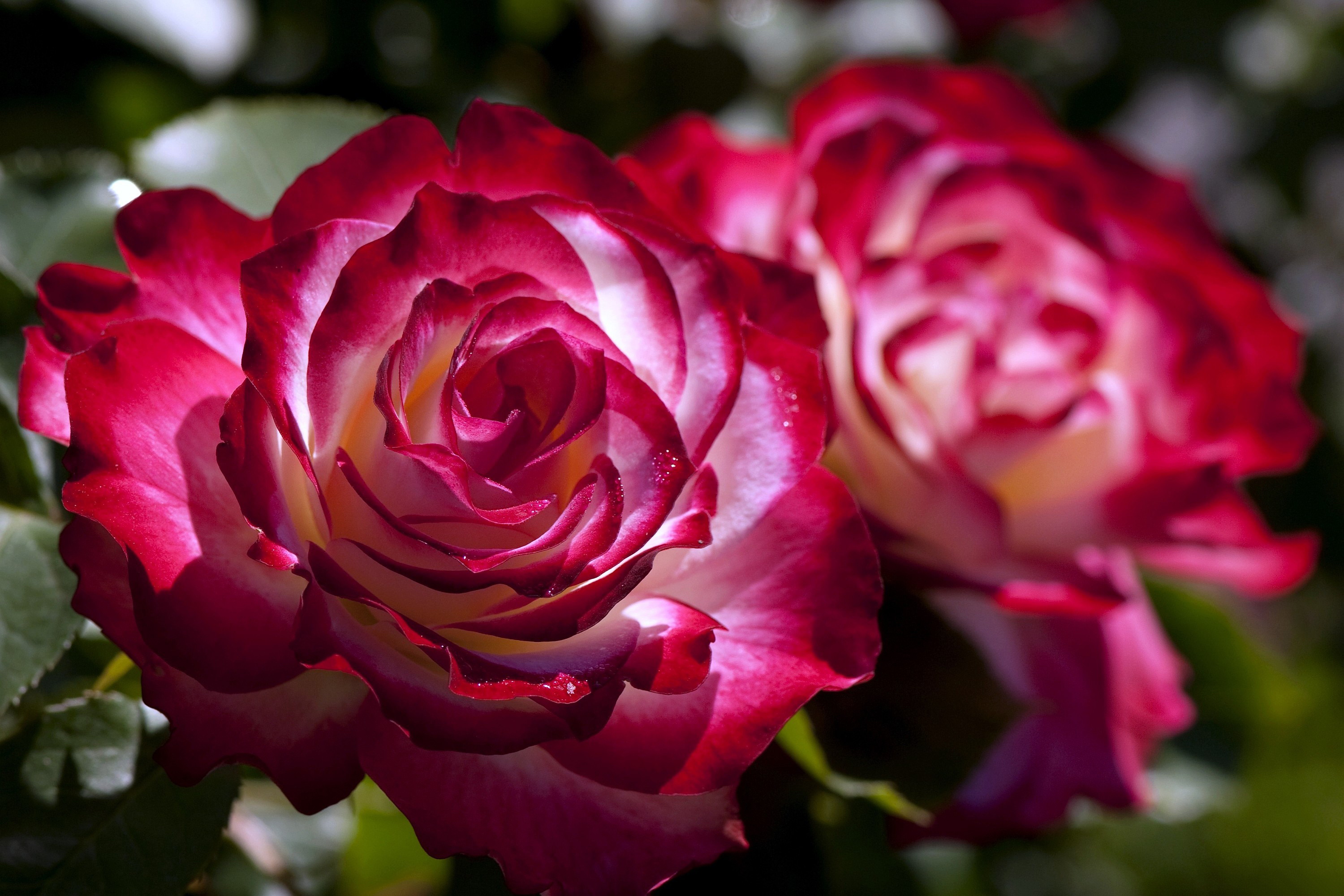 Téléchargez des papiers peints mobile Fleurs, Rose, Fleur, Terre/nature gratuitement.