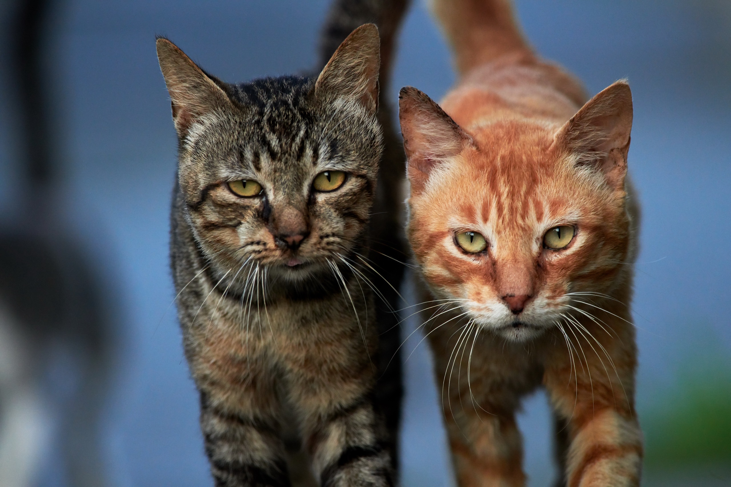 Handy-Wallpaper Tiere, Katzen, Katze kostenlos herunterladen.