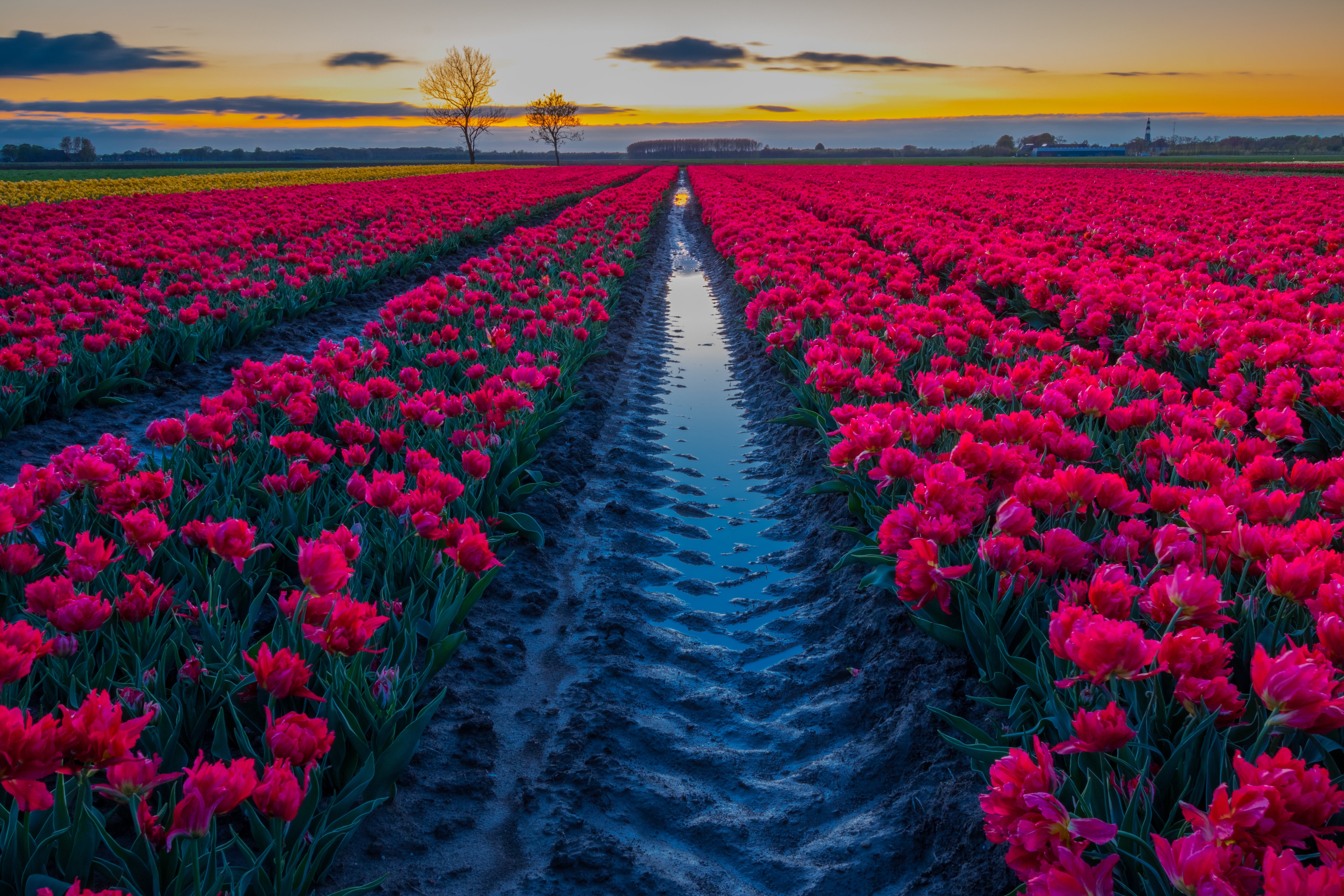 Free download wallpaper Tulip, Flowers, Earth on your PC desktop