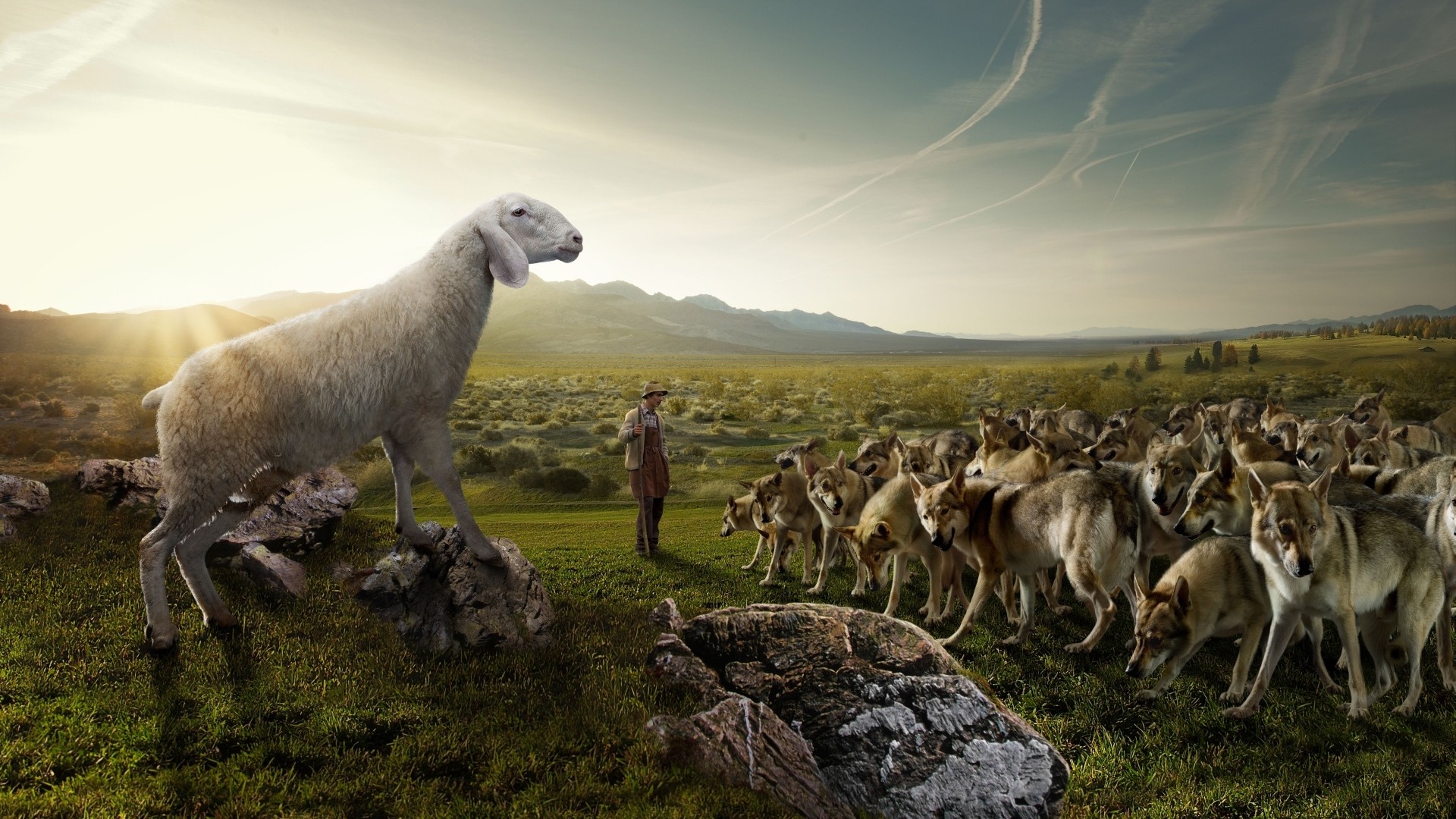 534440 descargar imagen humor, animales, oveja, lobo: fondos de pantalla y protectores de pantalla gratis