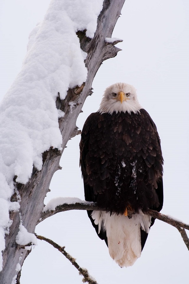 Скачать картинку Животные, Птицы, Снег, Орел, Белоголовый Орлан в телефон бесплатно.