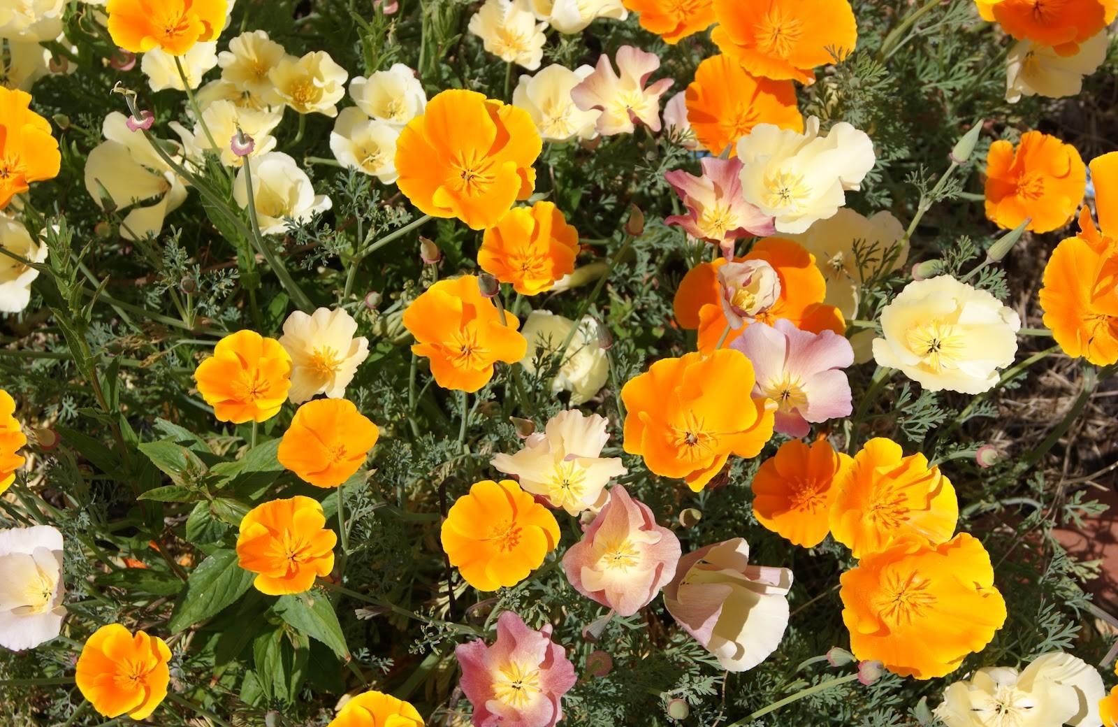 flowers, orange, bright, flower bed, flowerbed, sunny, eschsholzia, escholcia