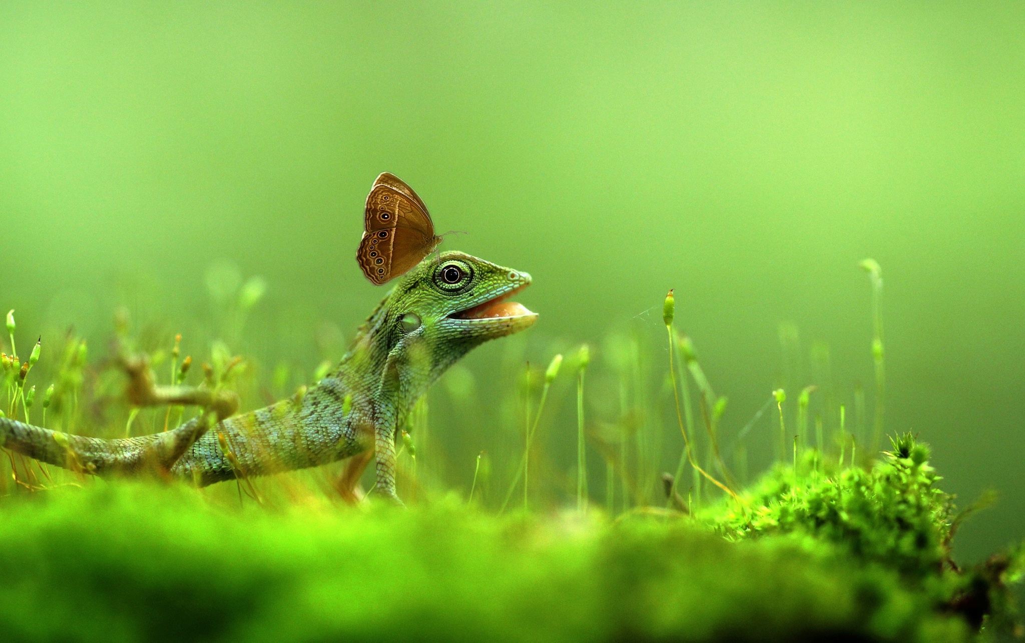 Free download wallpaper Nature, Butterfly, Animal, Lizard, Reptile, Reptiles on your PC desktop