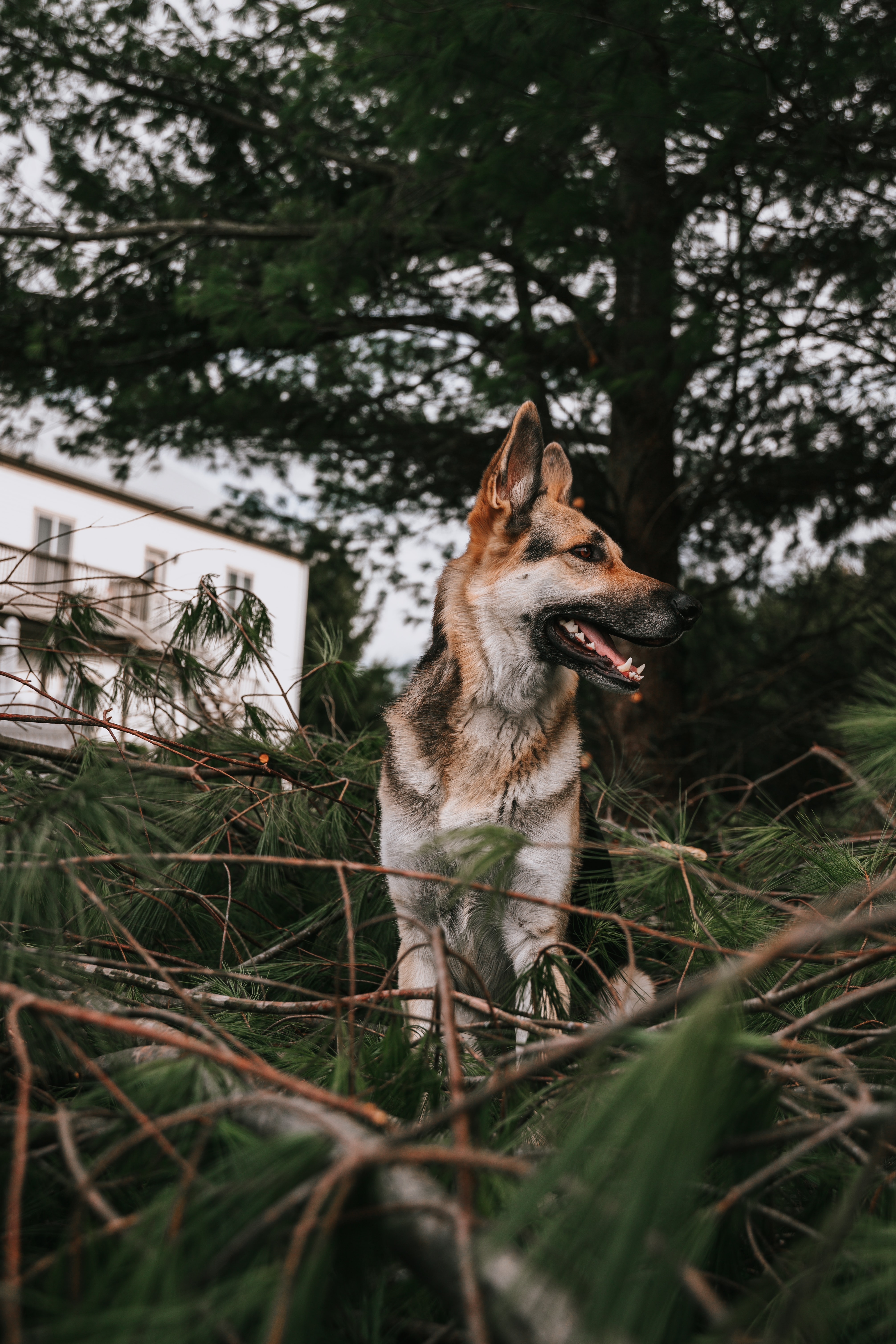 branches, german shepherd, animals, dog, pet, spruce, fir, protruding tongue, tongue stuck out