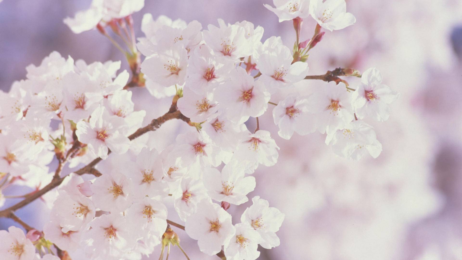 Free download wallpaper Flowers, Earth, Spring, Cherry Blossom, Blossom on your PC desktop