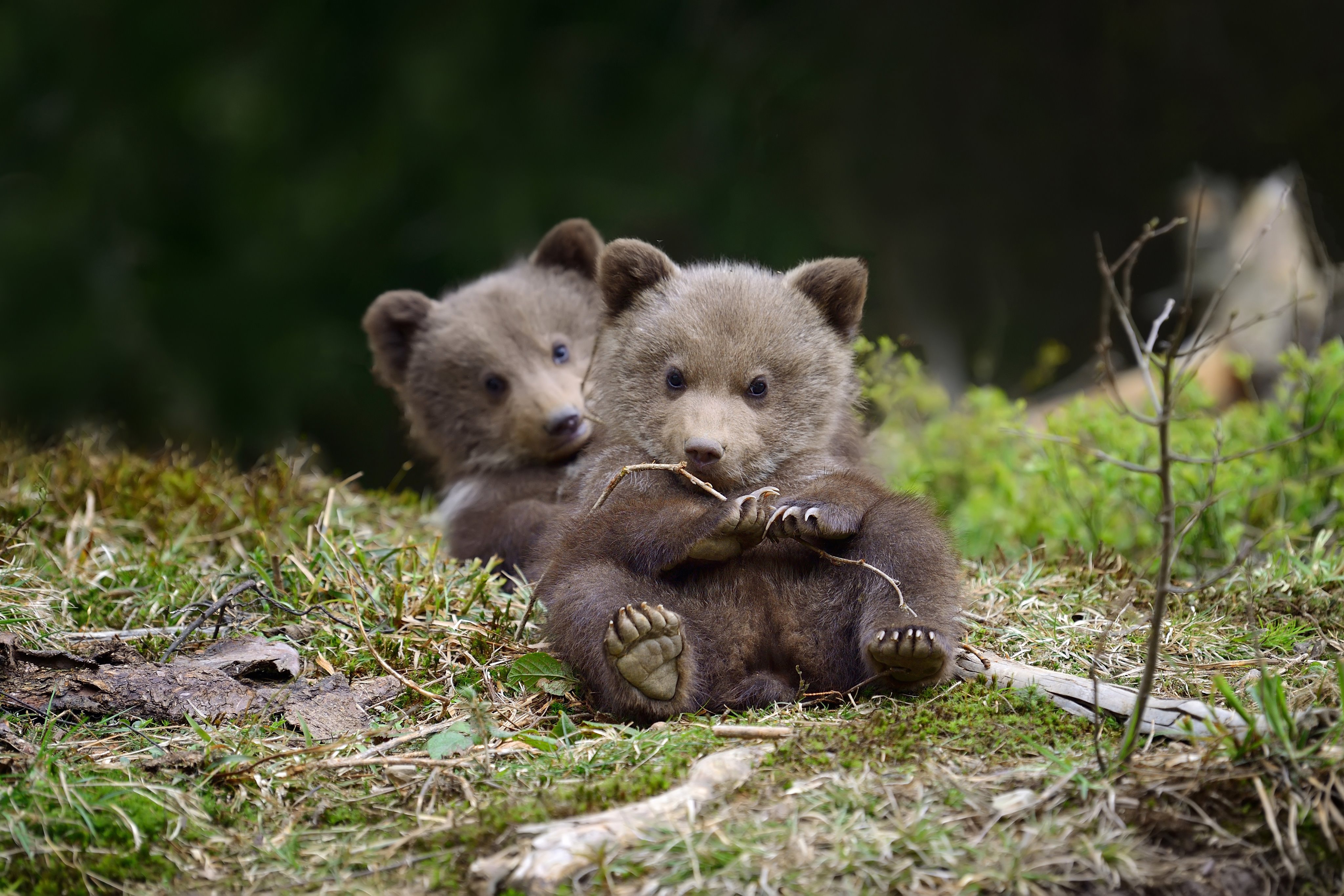 Free download wallpaper Bears, Bear, Animal, Cute, Baby Animal on your PC desktop