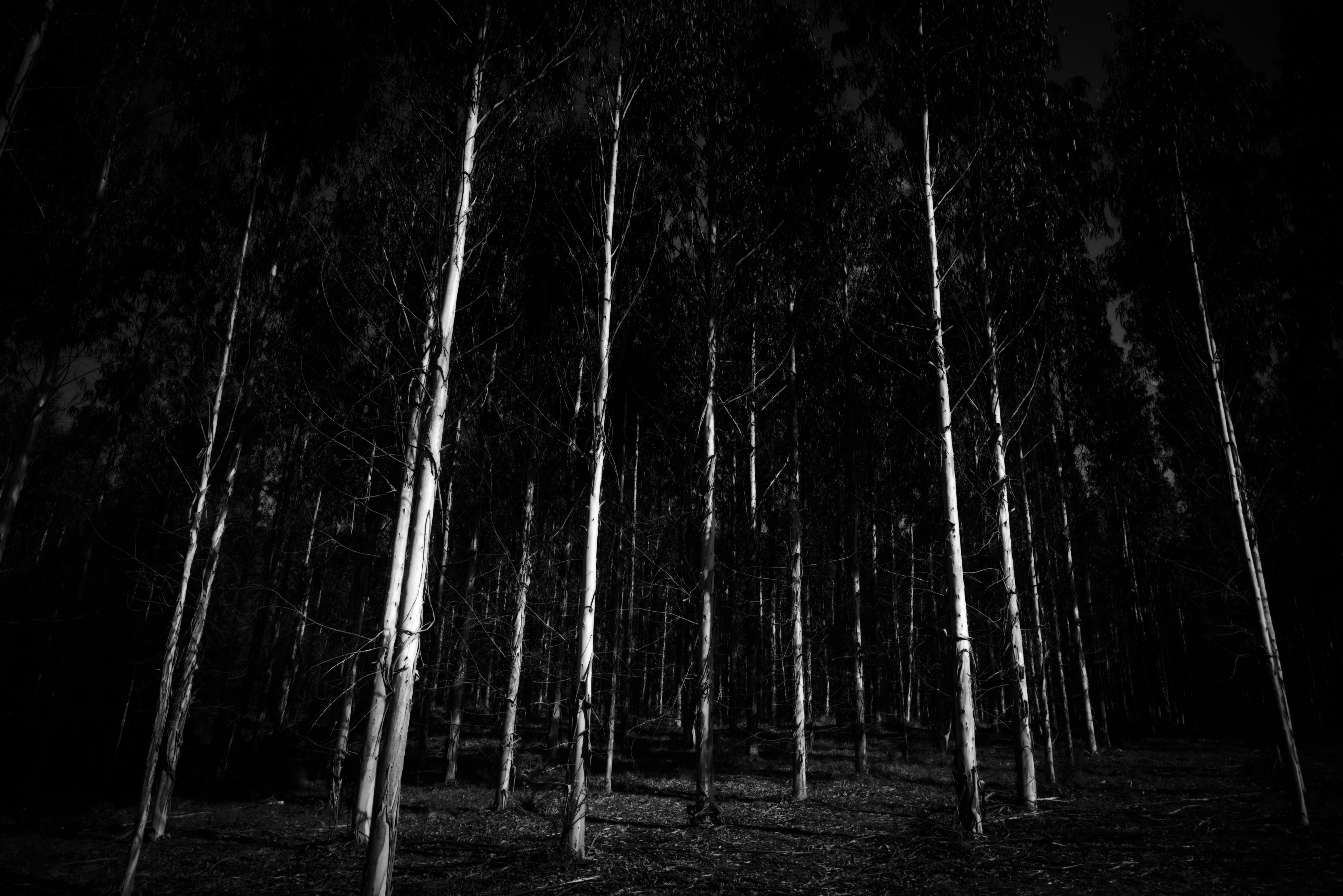 98013 скачать картинку черные, мрачно, деревья, лес, чб - обои и заставки бесплатно