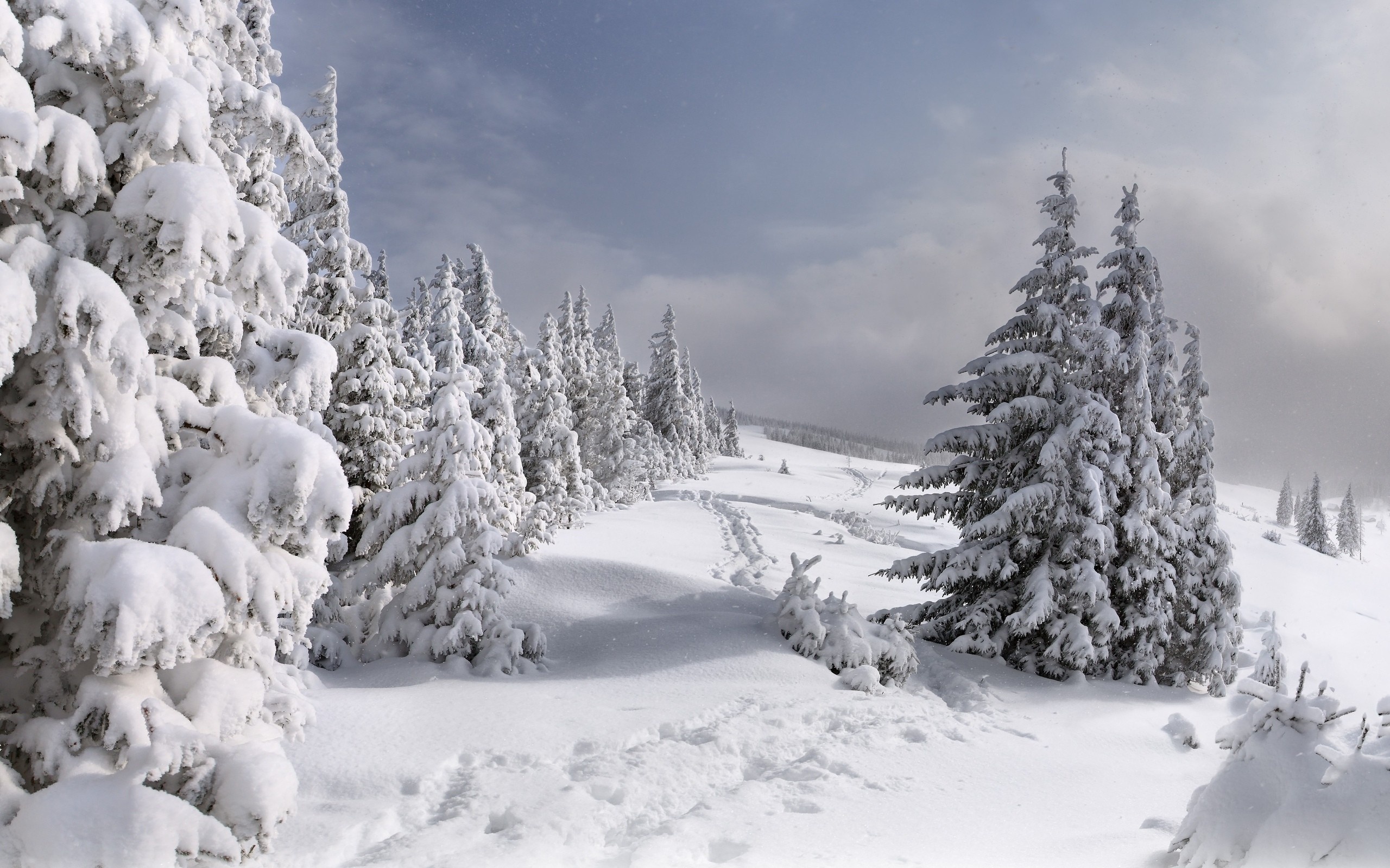 Baixe gratuitamente a imagem Inverno, Neve, Floresta, Árvore, Terra/natureza na área de trabalho do seu PC