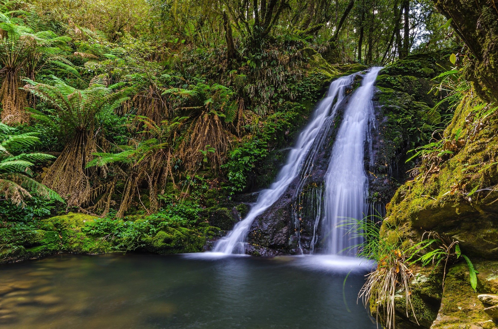 Baixe gratuitamente a imagem Natureza, Cachoeiras, Samambaia, Floresta, Austrália, Terra/natureza, Cachoeira na área de trabalho do seu PC