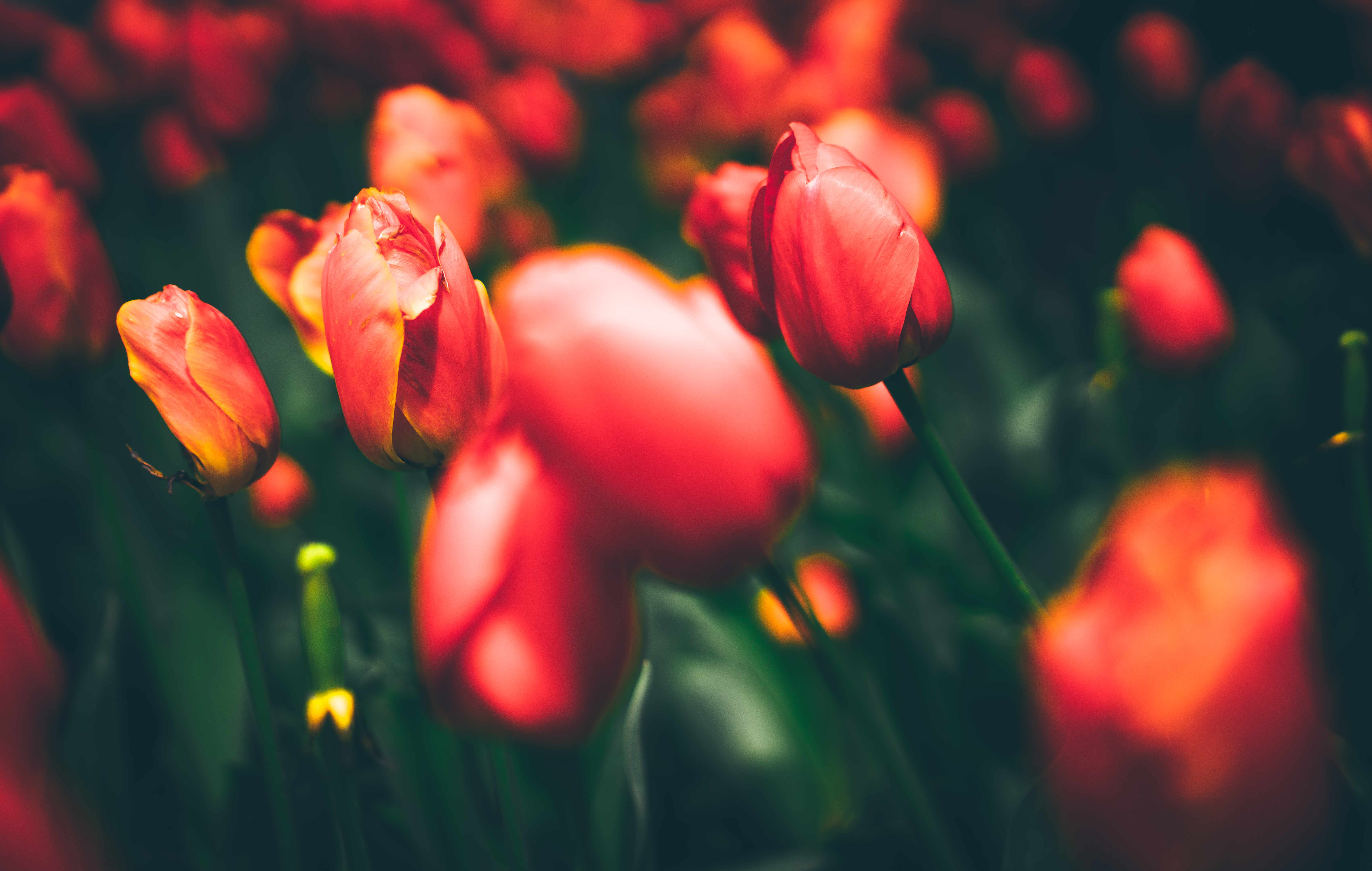 Download mobile wallpaper Nature, Flowers, Flower, Earth, Tulip, Red Flower, Blut for free.