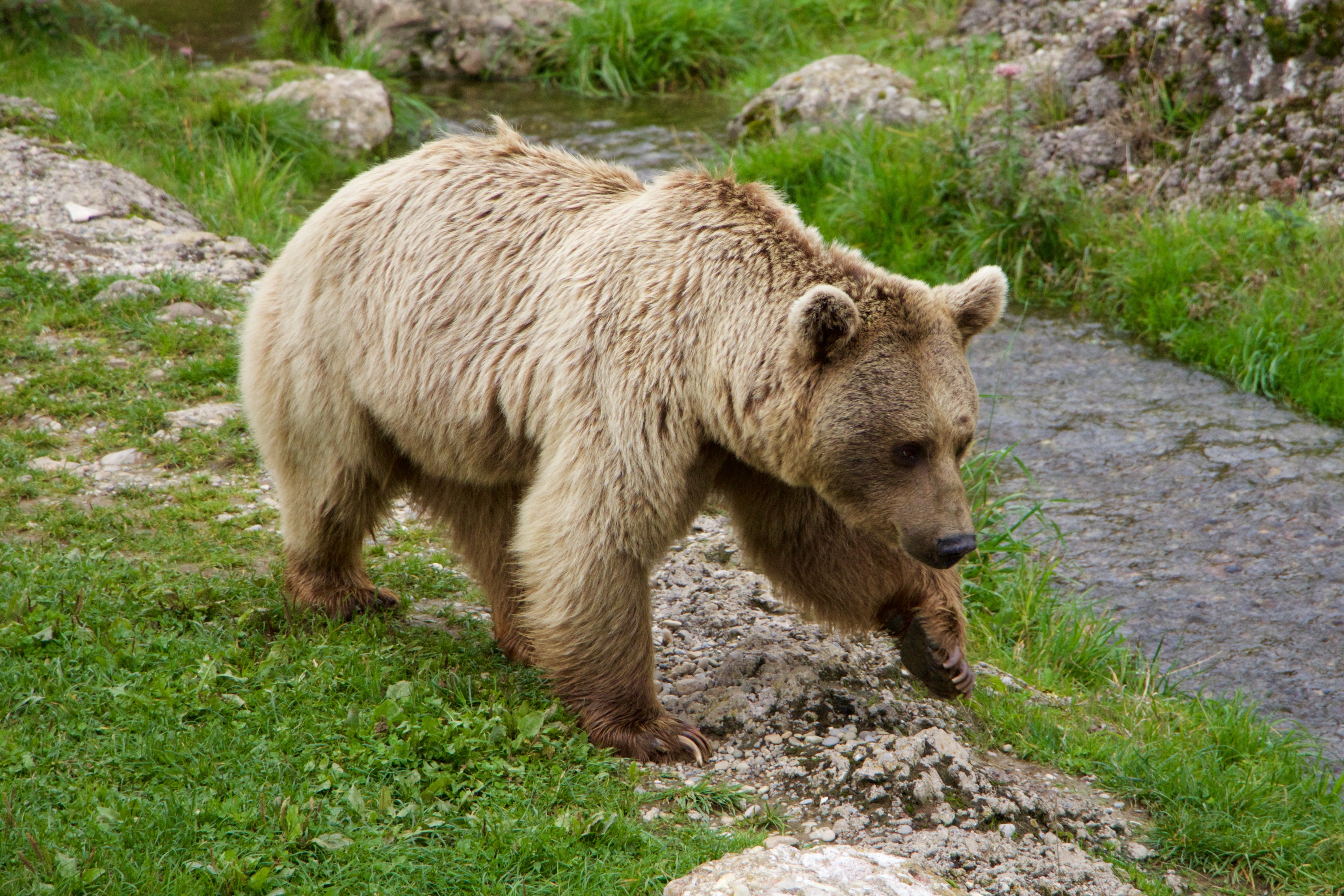 Download mobile wallpaper Siberian Bear, Brown Bear, Stroll, Animals for free.