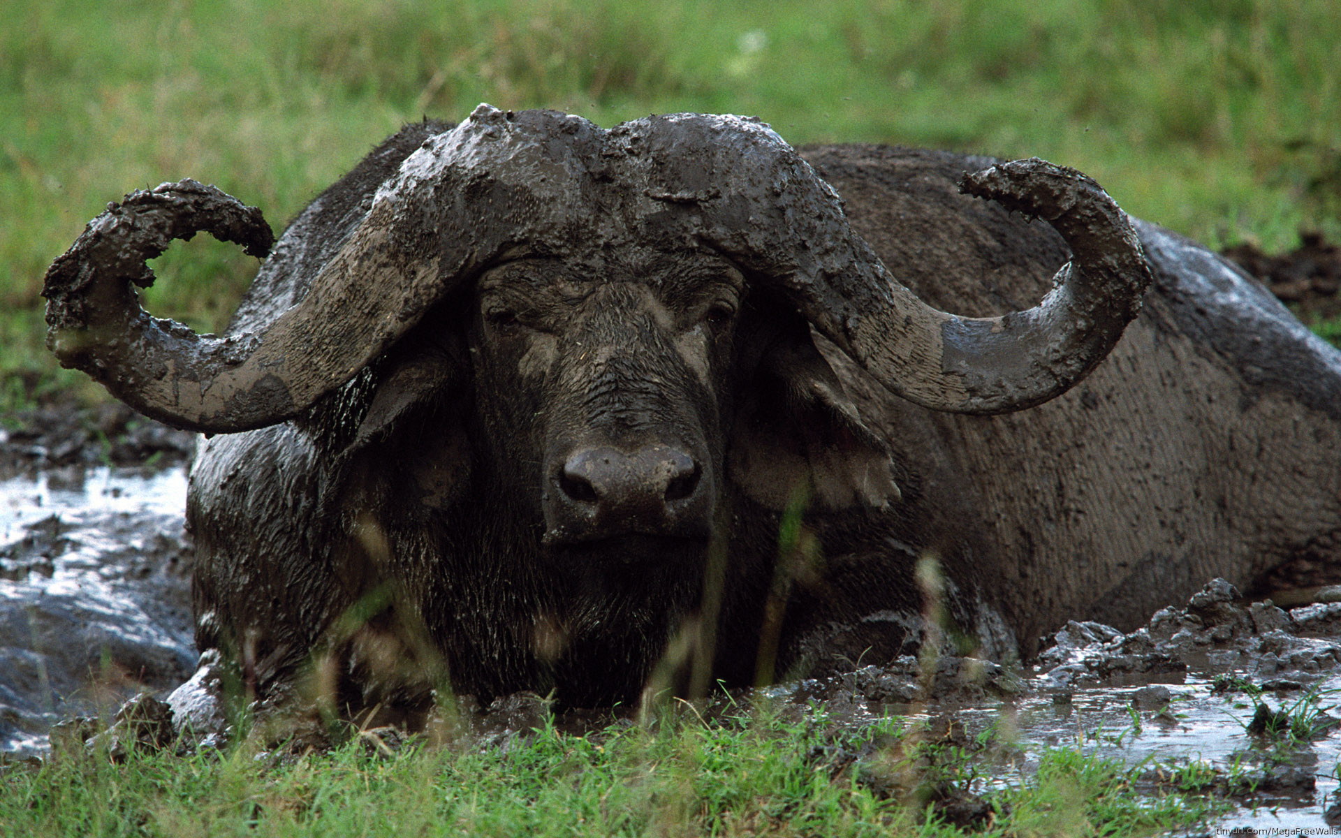 533655 Hintergrundbild herunterladen tiere, afrikanischer büffel, büffel - Bildschirmschoner und Bilder kostenlos