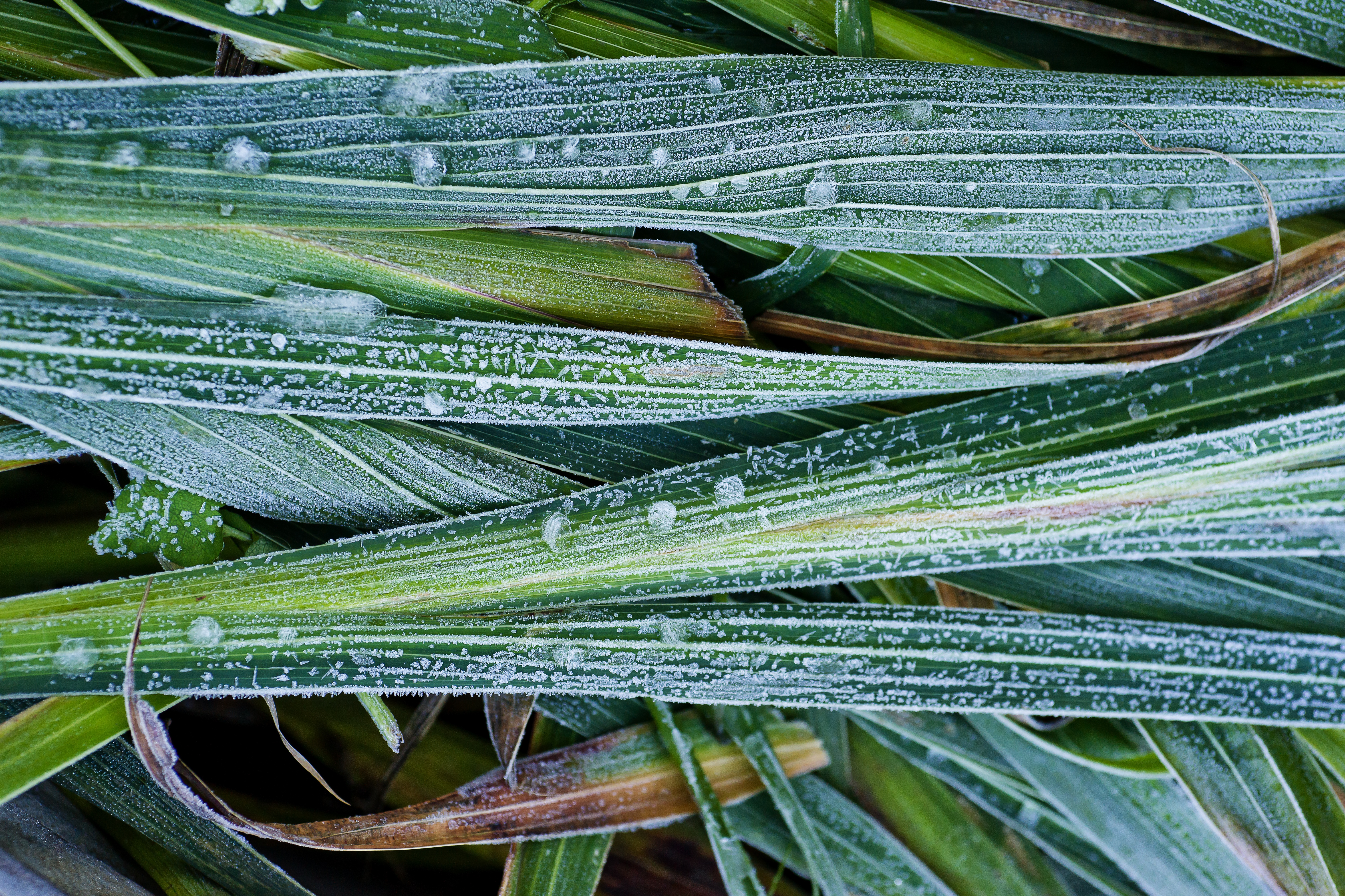 Download mobile wallpaper Grass, Frost, Hoarfrost, Leaves, Close Up, Macro for free.