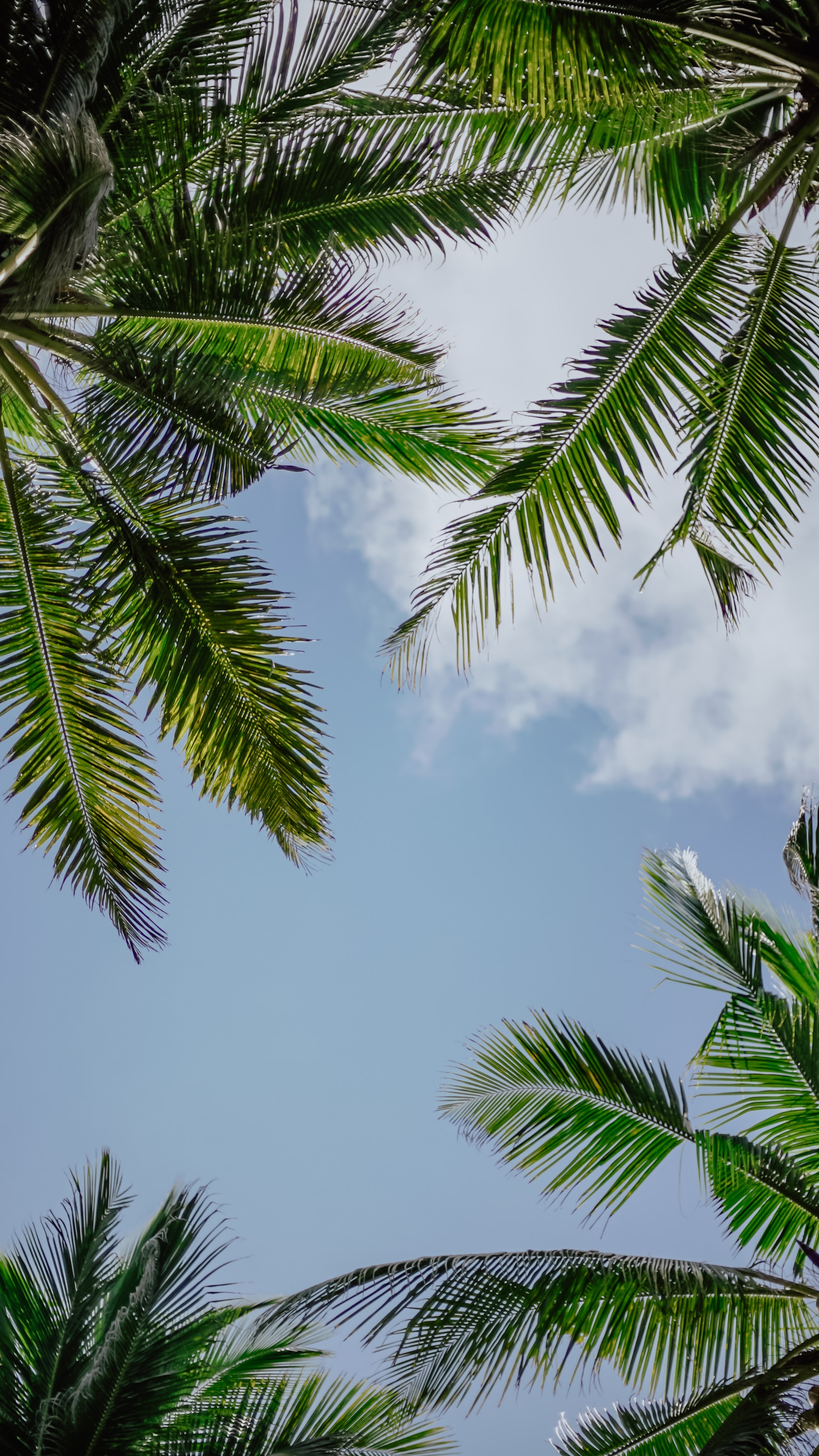 branches, sky, nature, palms Full HD