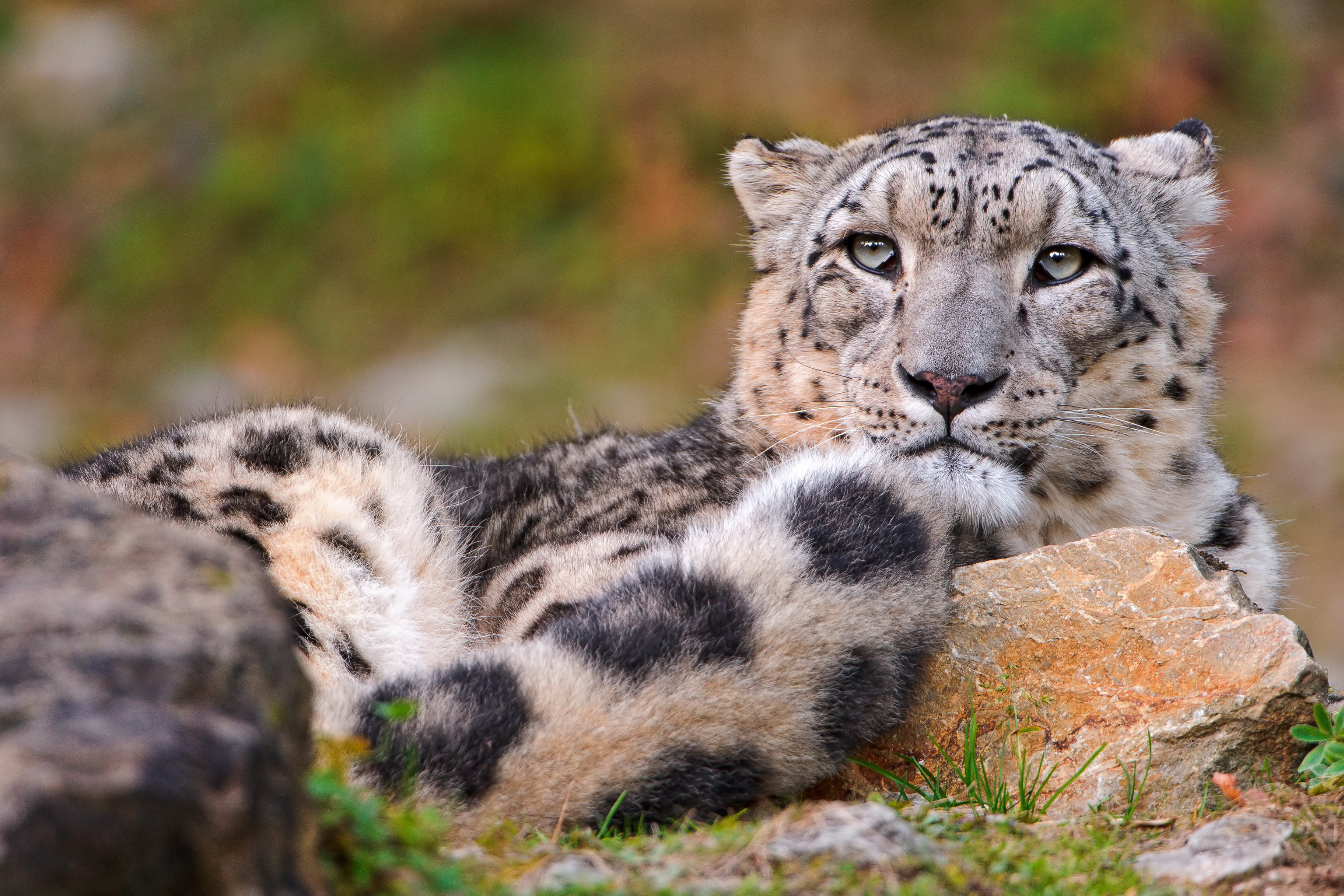 animal, snow leopard, wildcat, cats