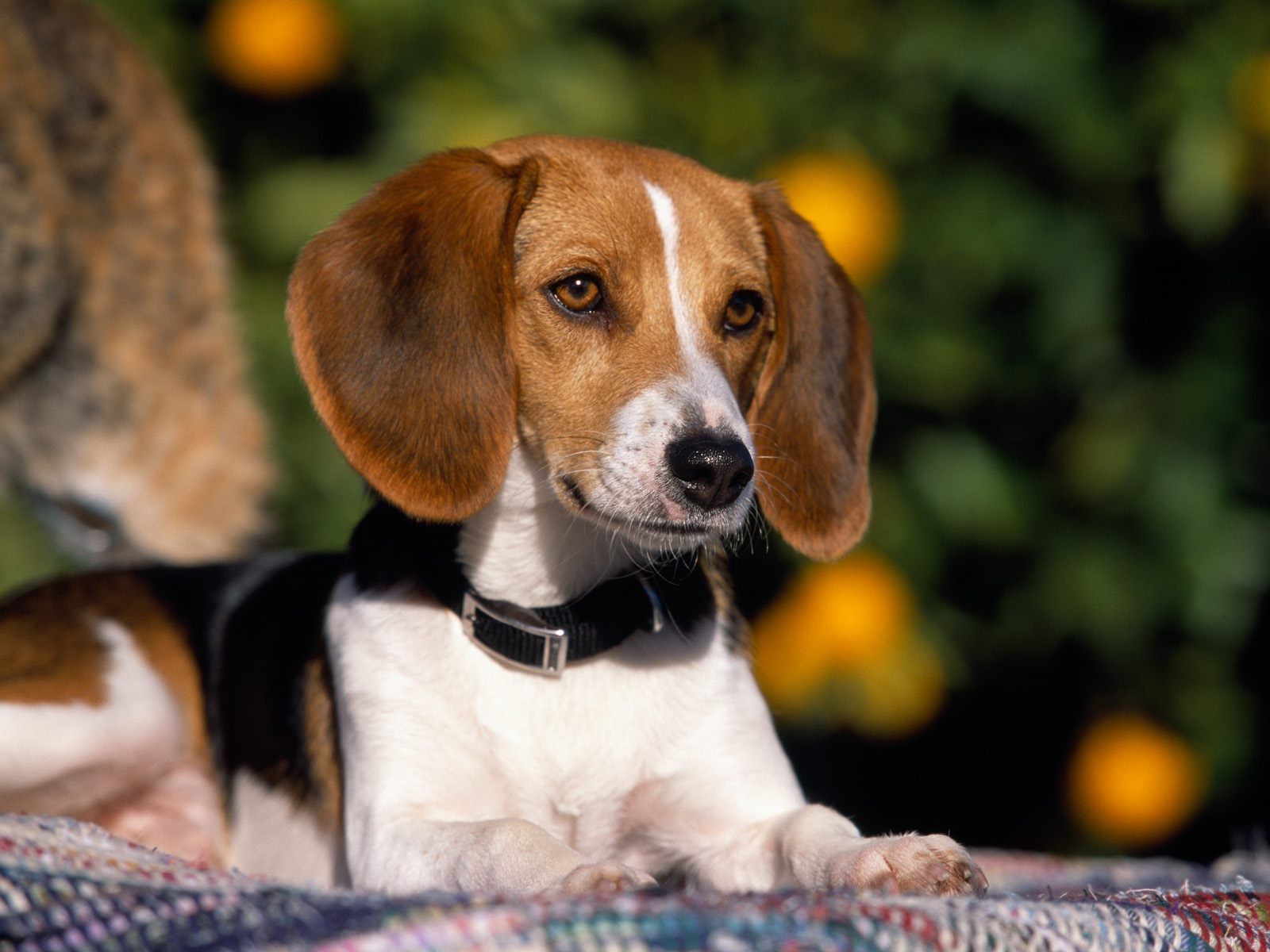 Téléchargez des papiers peints mobile Animaux, Chien gratuitement.