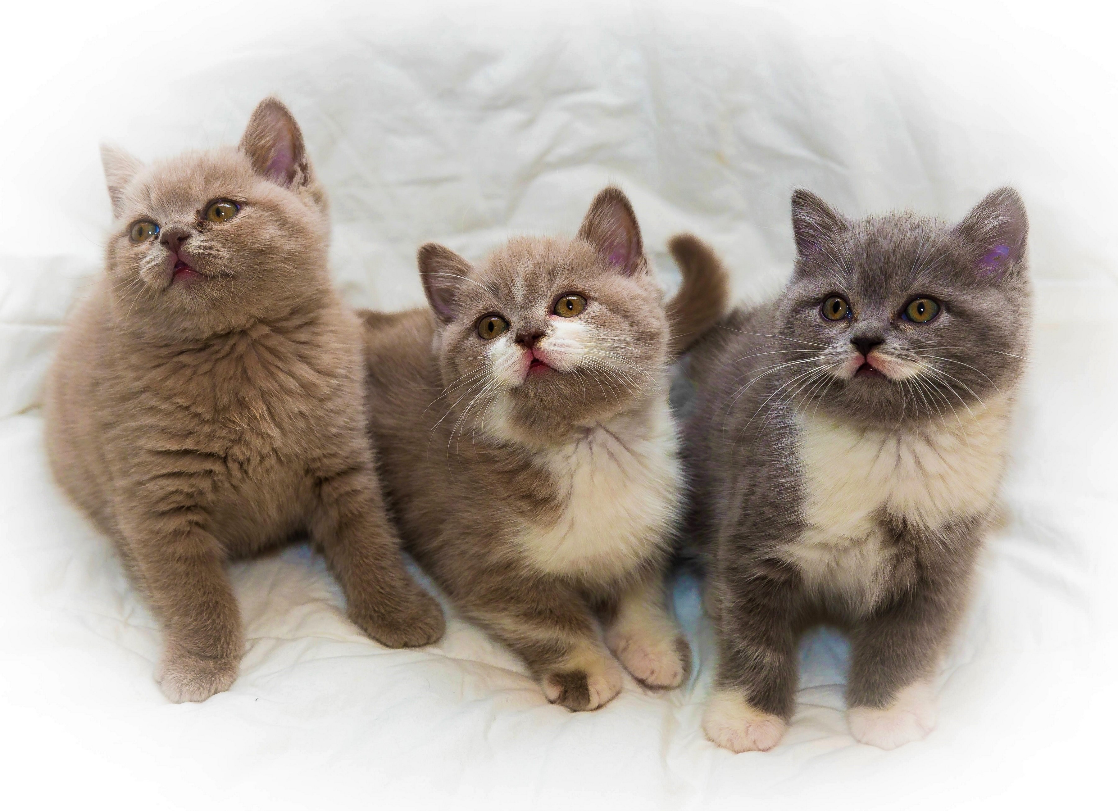 Free download wallpaper Cats, Cat, Kitten, Animal, Cute, Baby Animal on your PC desktop