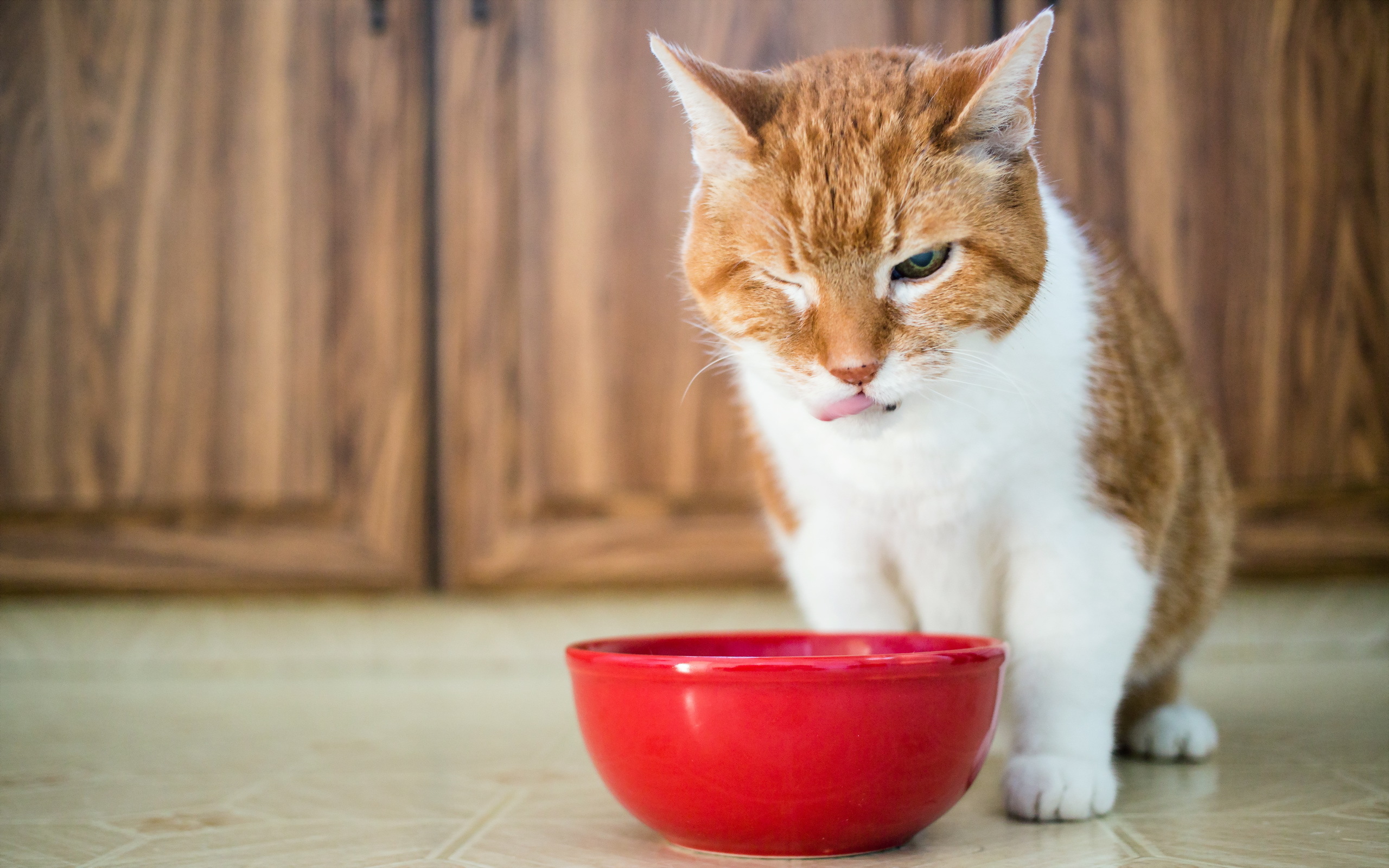 Baixe gratuitamente a imagem Gato, Gatos, Animais na área de trabalho do seu PC