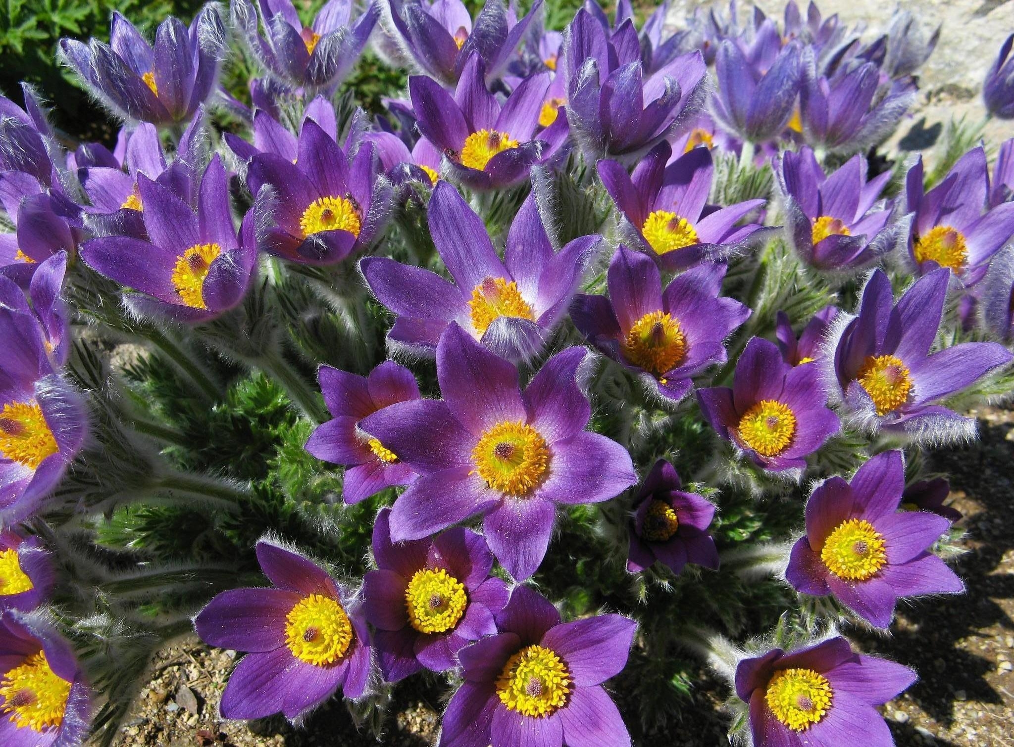 Téléchargez gratuitement l'image Fleur, Plante, Fleur Mauve, Terre/nature sur le bureau de votre PC