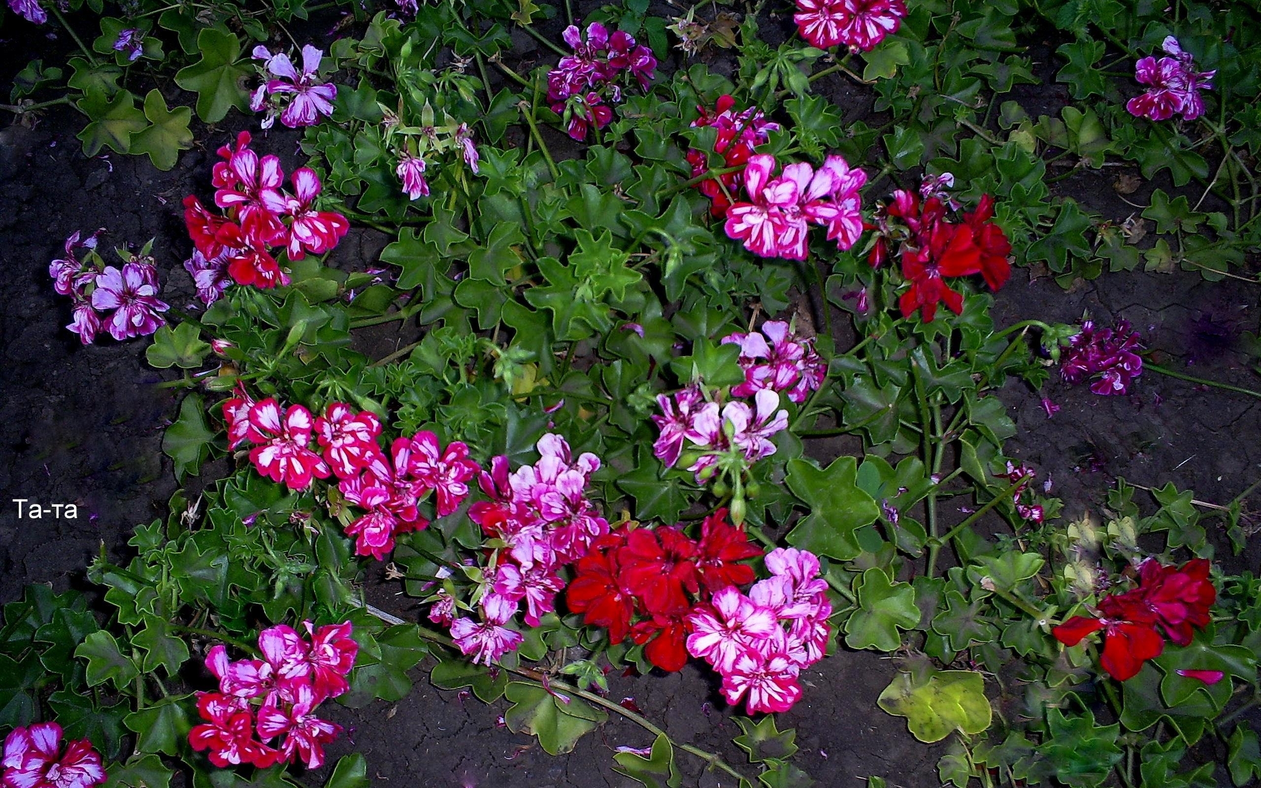 Descarga gratis la imagen Flores, Plantas en el escritorio de tu PC