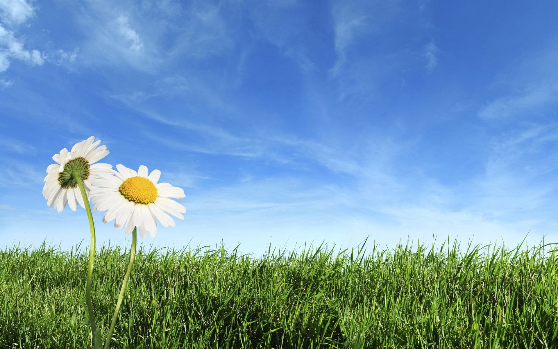 Free download wallpaper Flowers, Grass, Plants, Camomile on your PC desktop