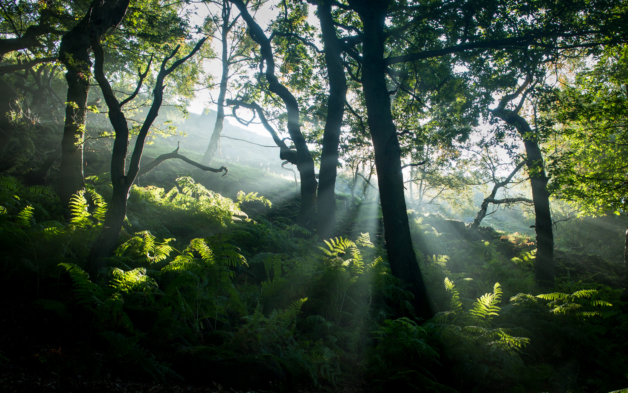 Free download wallpaper Nature, Fern, Forest, Tree, Earth, Sunbeam on your PC desktop