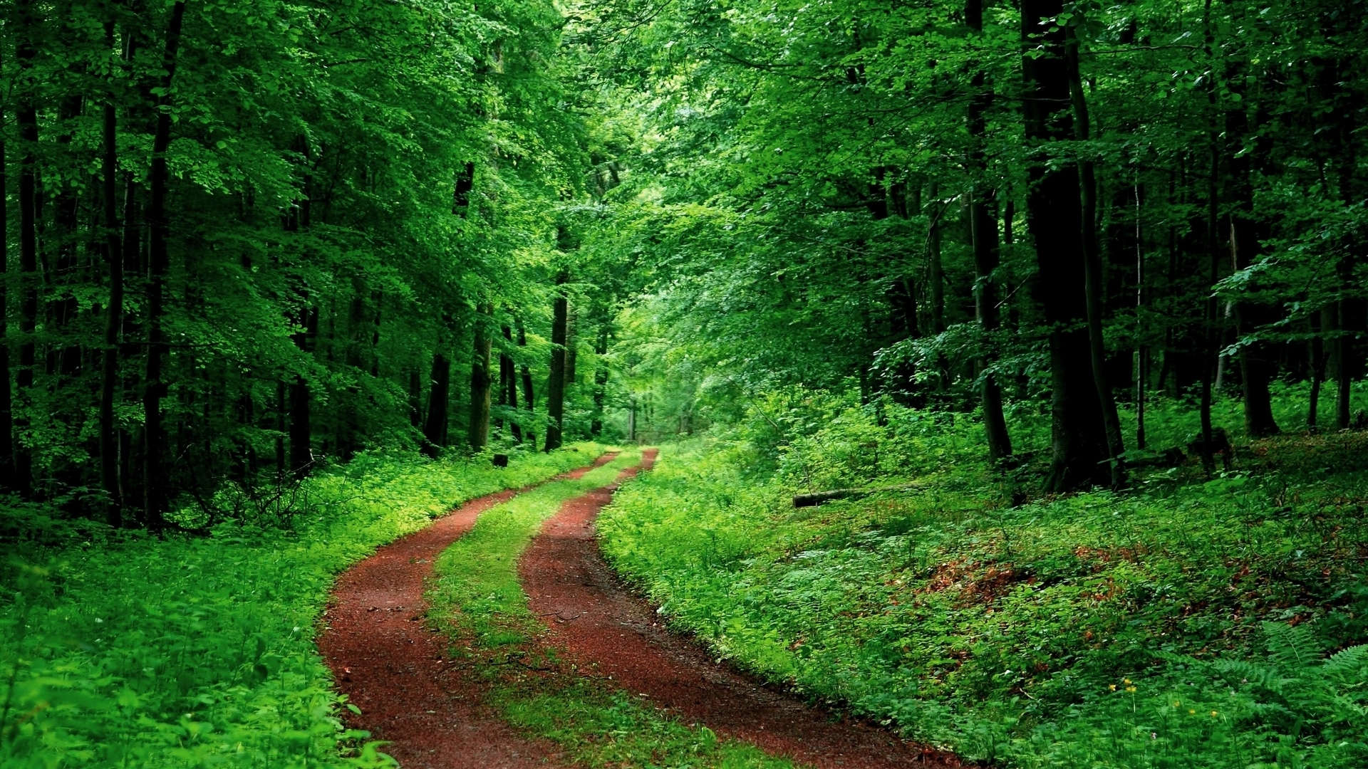 vegetation, green, nature, man made, path, forest, tree