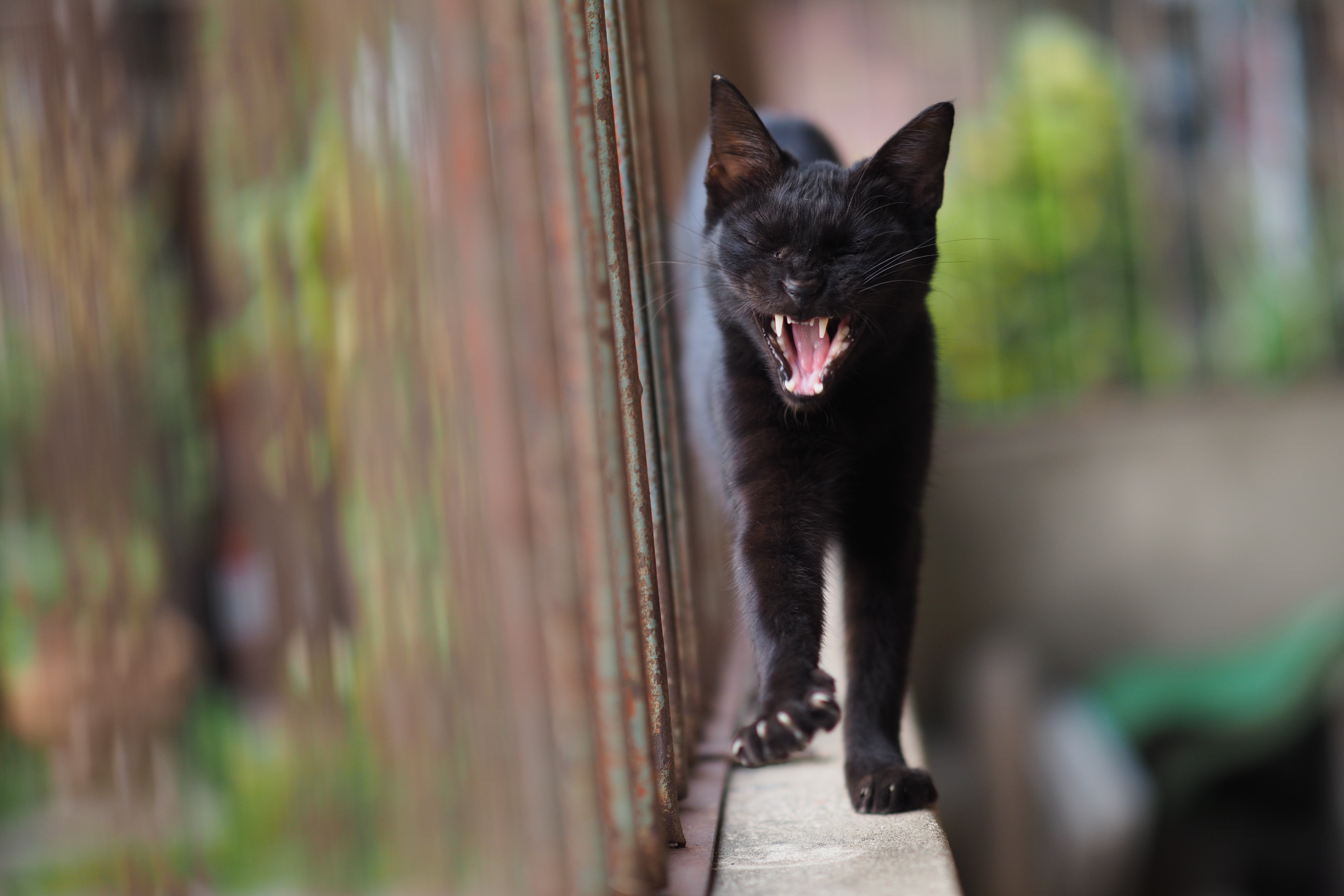 Baixe gratuitamente a imagem Animais, Gatos, Gato, Profundidade De Campo na área de trabalho do seu PC