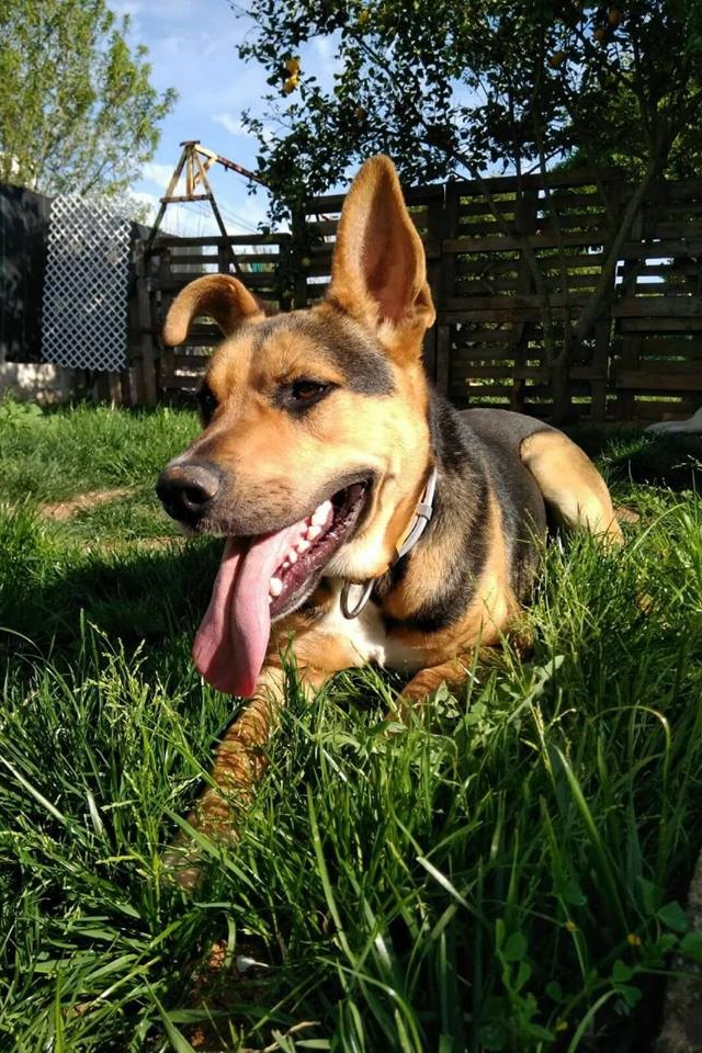 Téléchargez des papiers peints mobile Animaux, Chiens, Chien gratuitement.