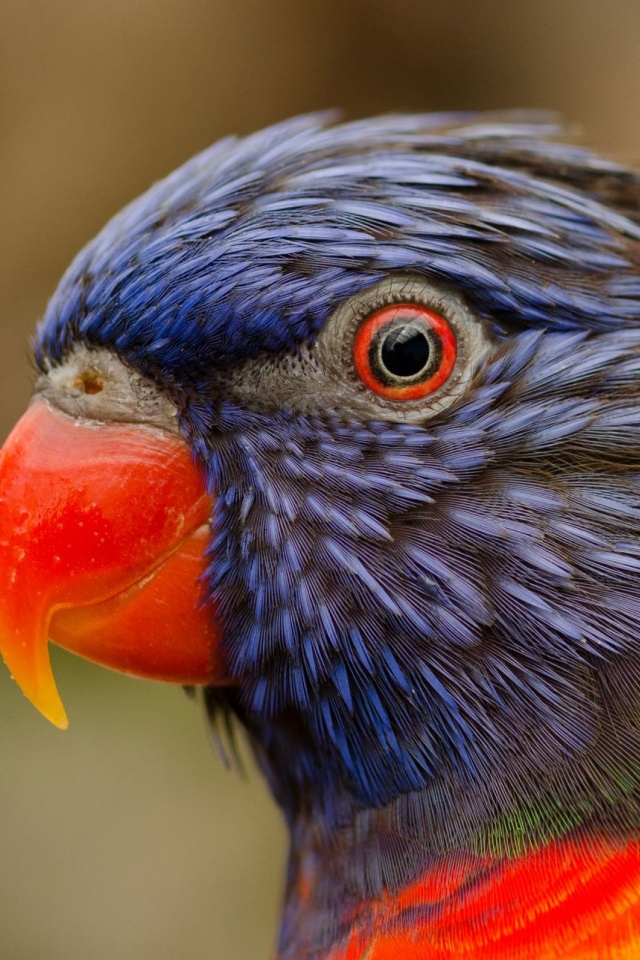 Téléchargez des papiers peints mobile Animaux, Oiseau, Visage, Des Oiseaux, Perroquet, Loriquet À Tête Bleue gratuitement.