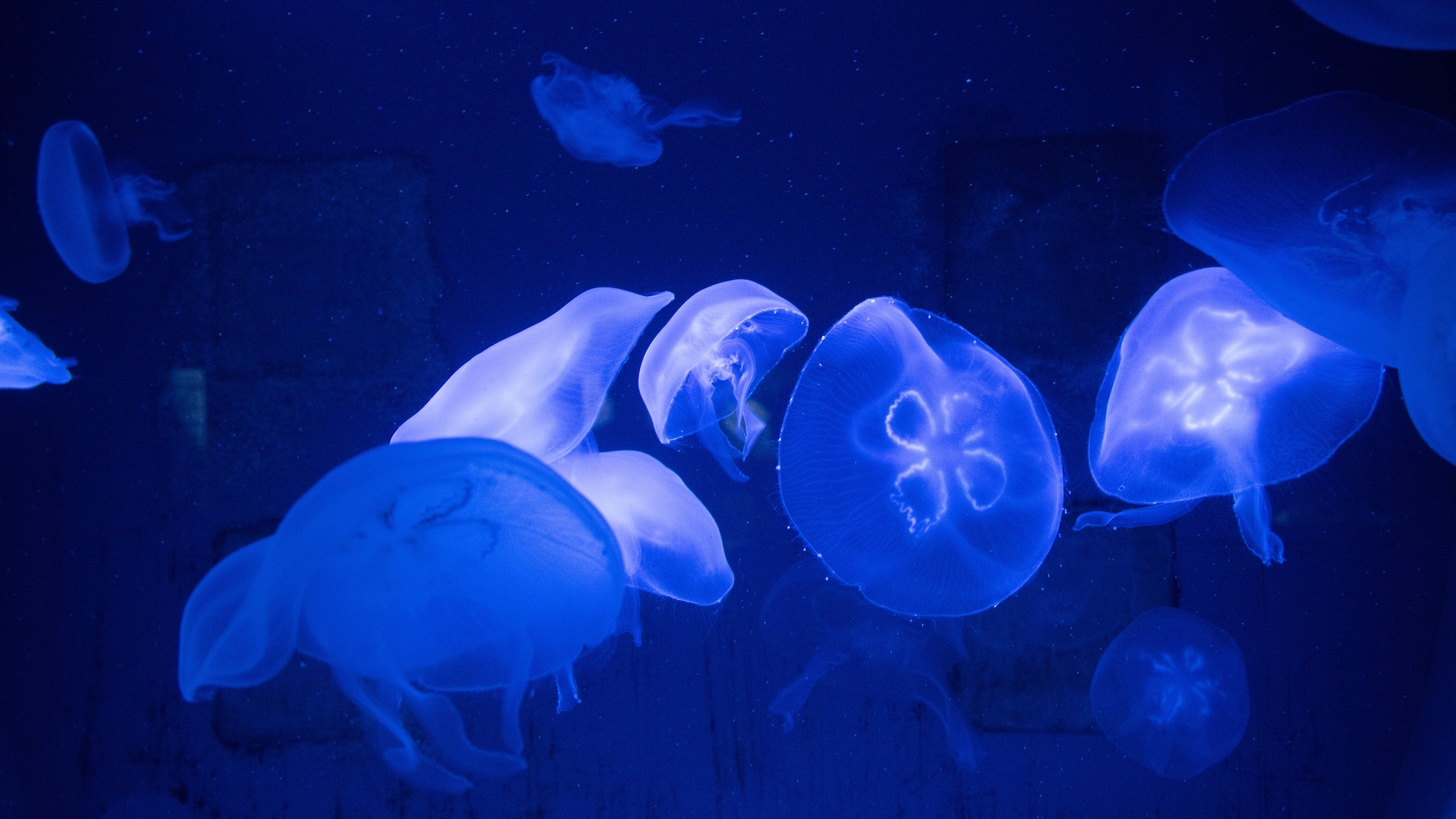 110794 завантажити шпалери природа, медузи, підводний світ, щупальці, щупальця - заставки і картинки безкоштовно