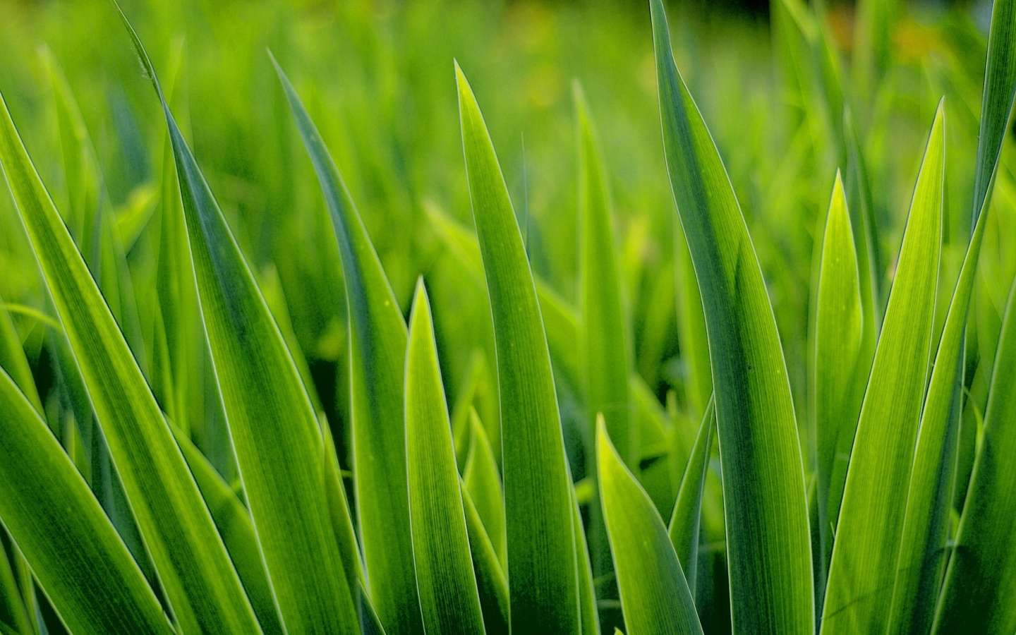 Free download wallpaper Grass, Plants, Background on your PC desktop