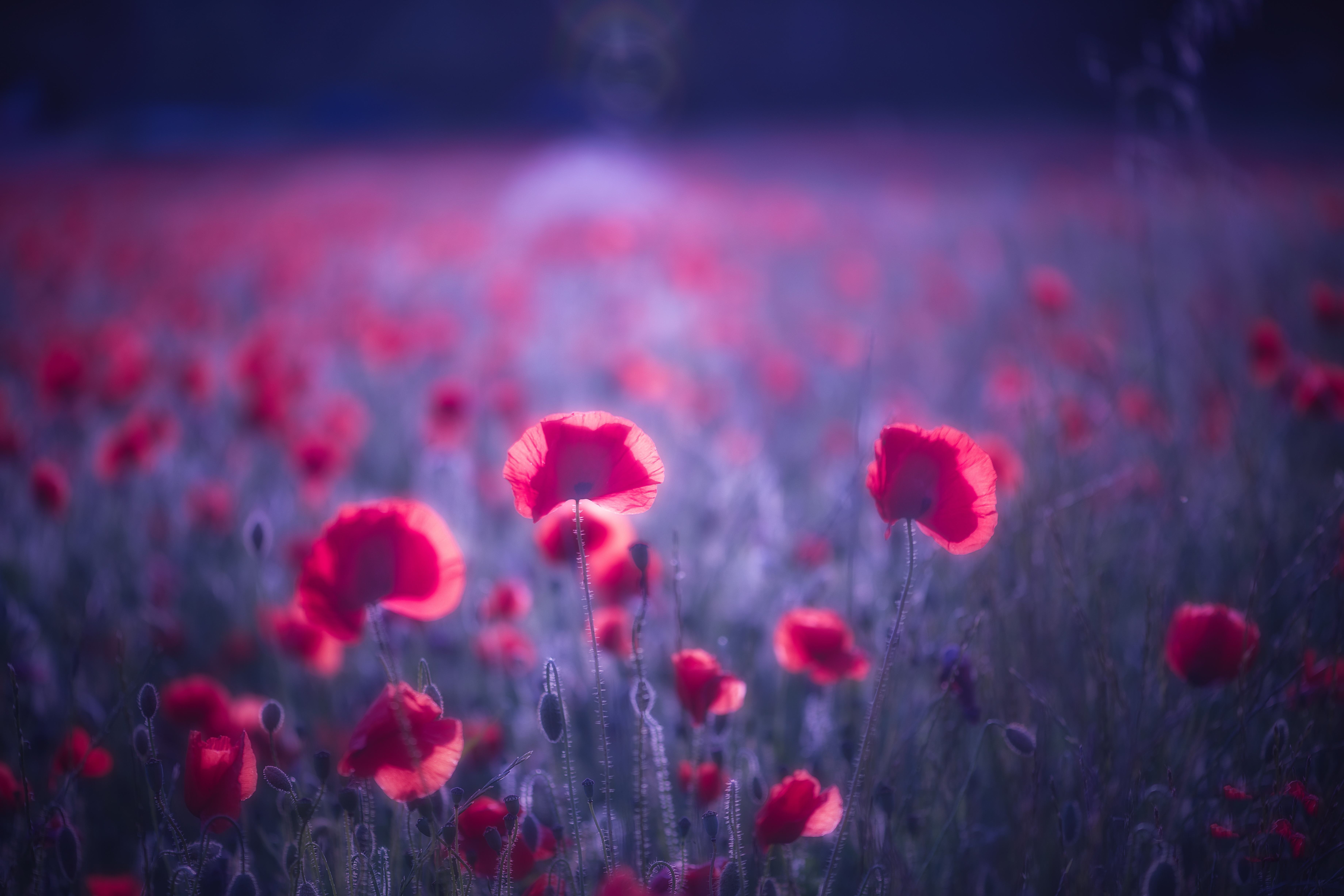 Download mobile wallpaper Nature, Flowers, Flower, Earth, Poppy, Red Flower, Depth Of Field for free.