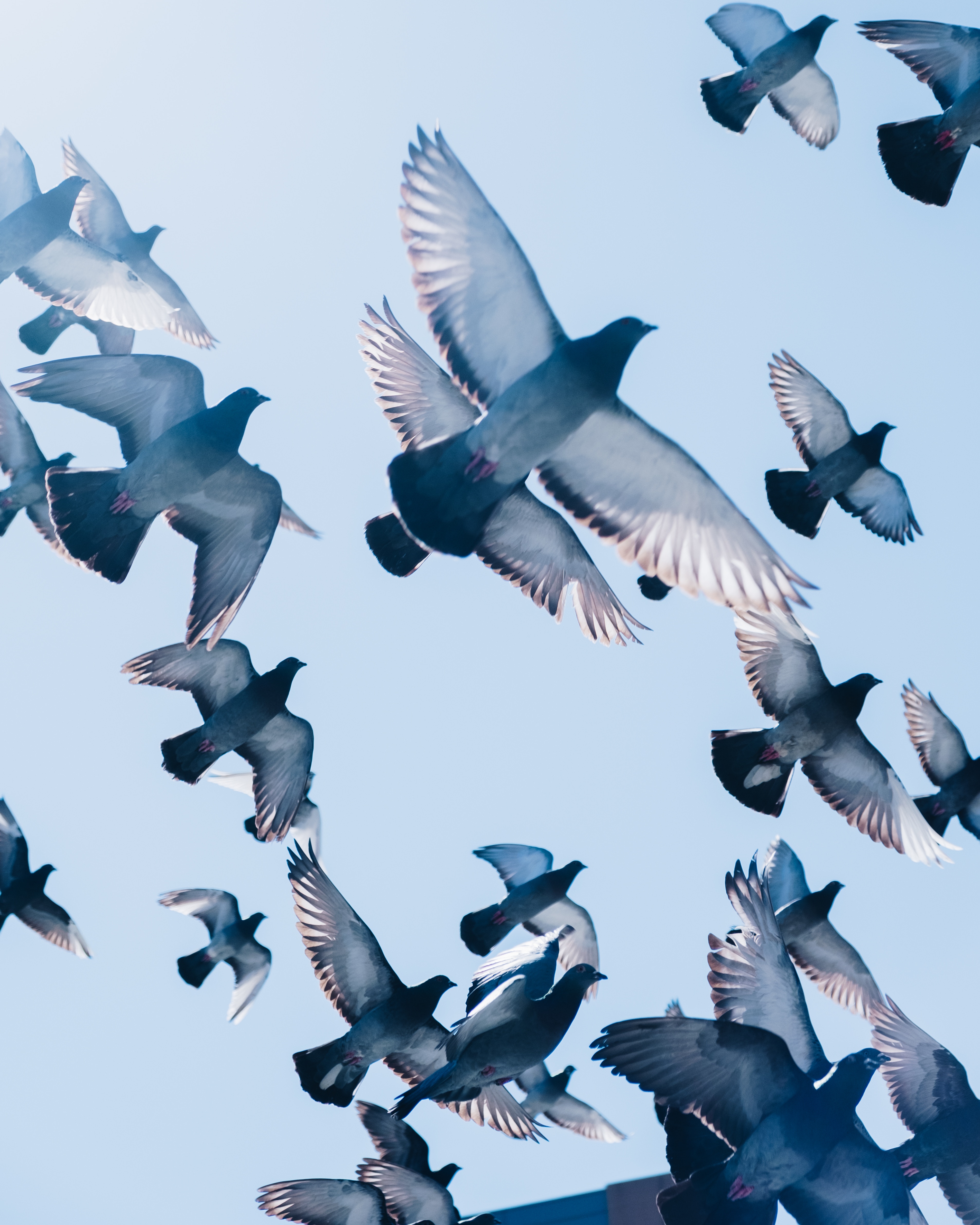 50599 скачать картинку голуби, животные, птицы, небо, полет - обои и заставки бесплатно