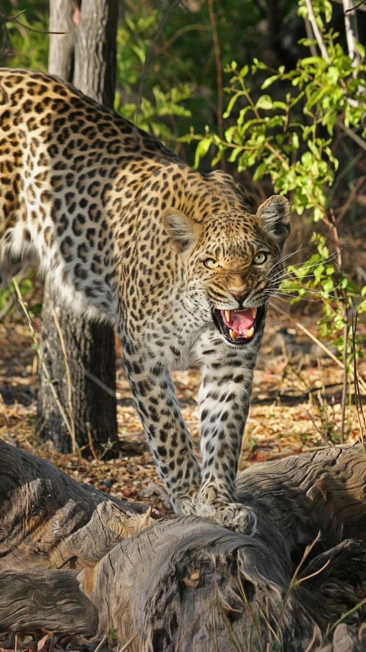 Download mobile wallpaper Cats, Leopard, Animal, Snarl for free.