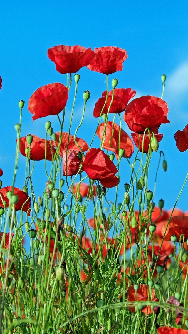 Download mobile wallpaper Nature, Flowers, Summer, Flower, Earth, Poppy, Red Flower for free.