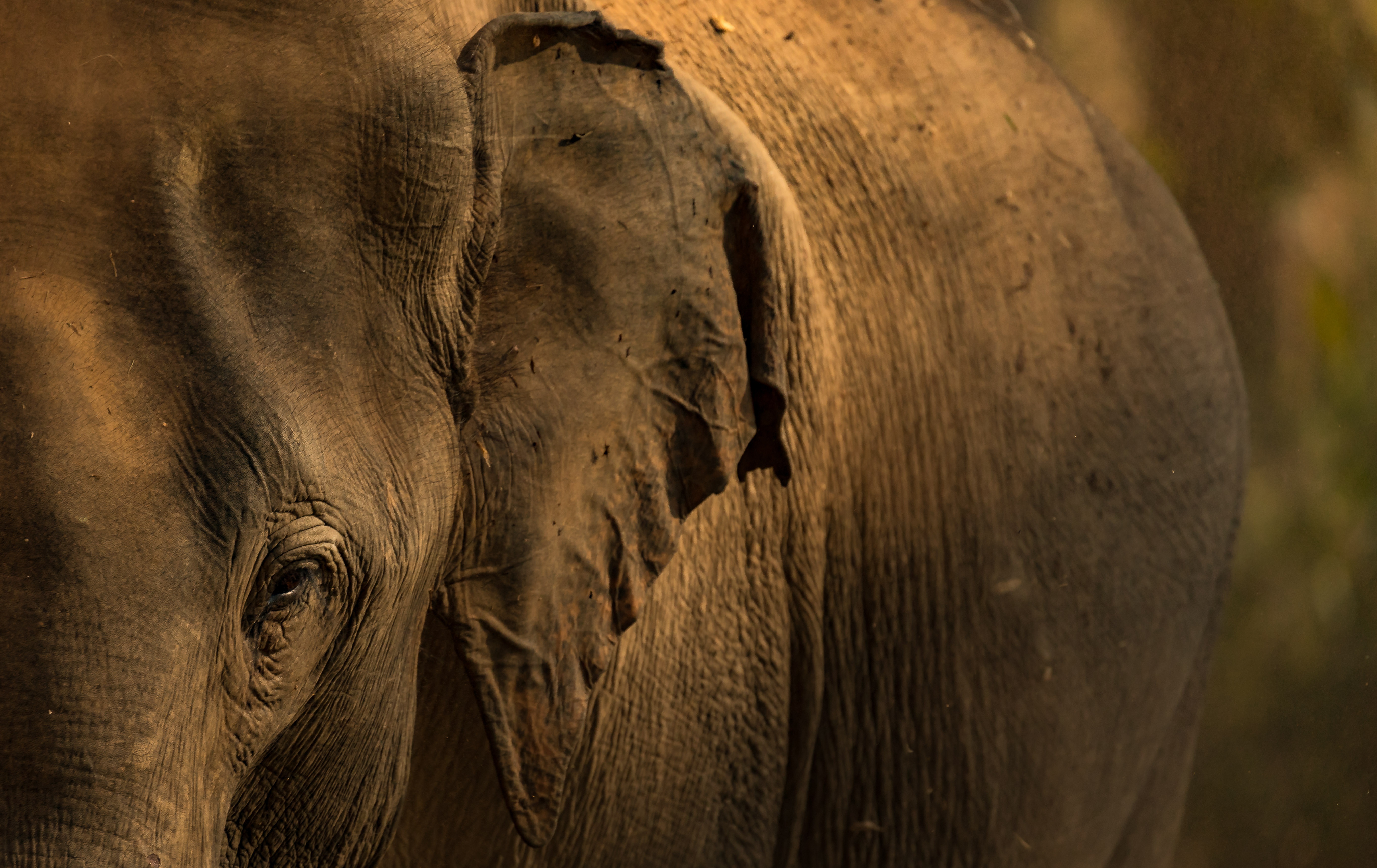 Handy-Wallpaper Tiere, Nahansicht, Elefanten, Asiatischer Elefant kostenlos herunterladen.