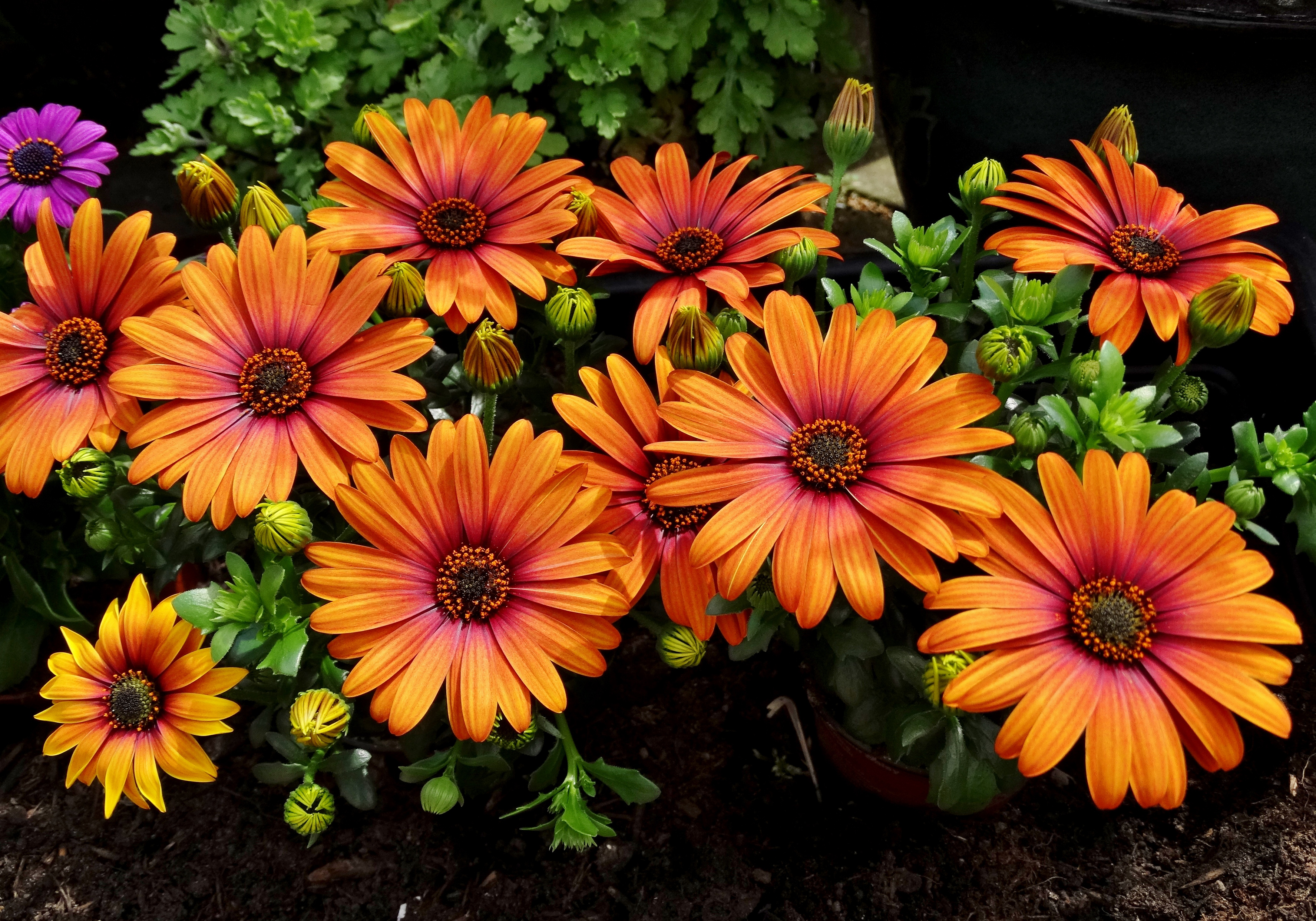 Free download wallpaper Flower, Earth, Daisy, African Daisy, Orange Flower on your PC desktop