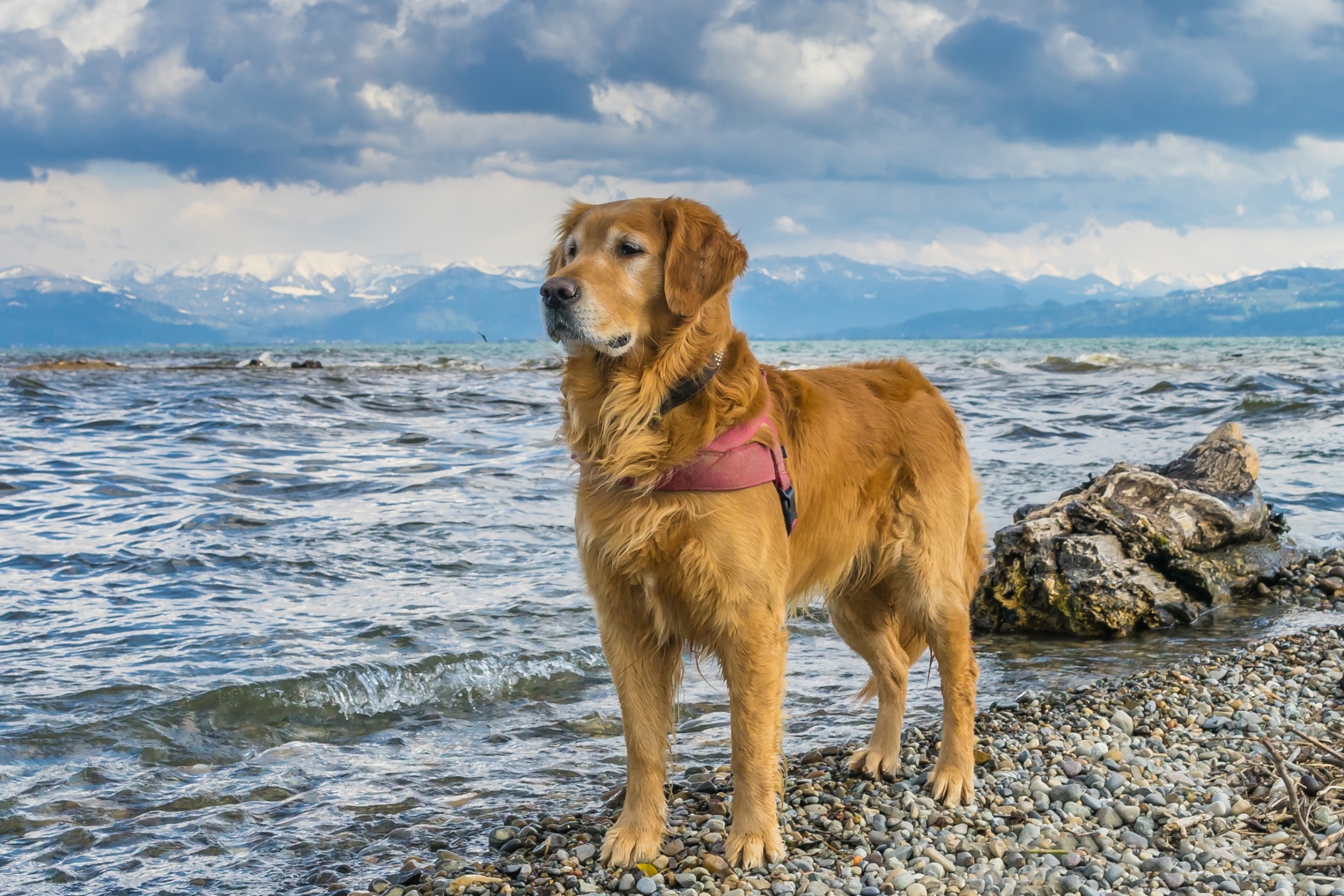 Descarga gratuita de fondo de pantalla para móvil de Animales, Perros, Agua, Lago, Perro, Perro Perdiguero De Oro.