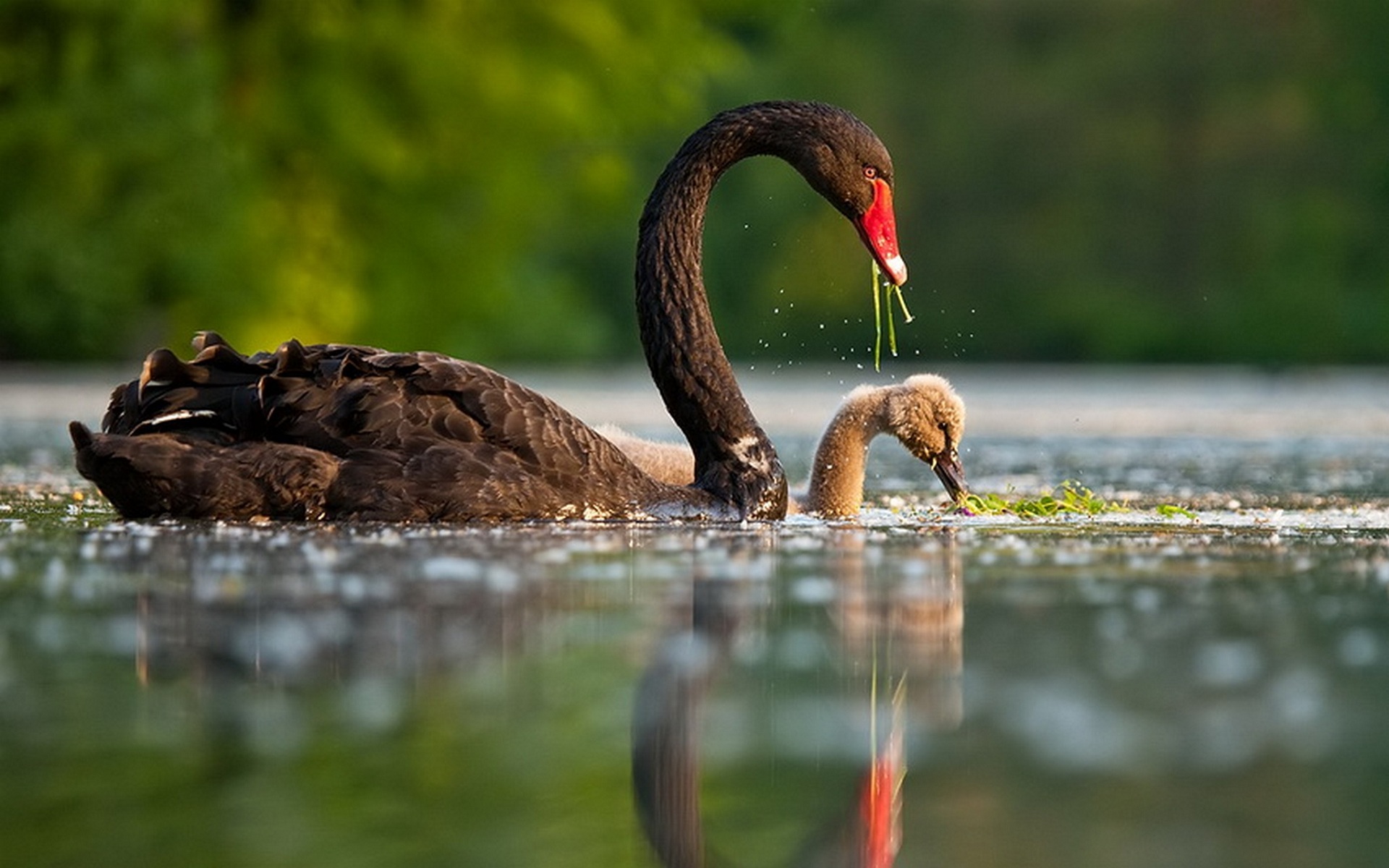 animal, black swan, birds