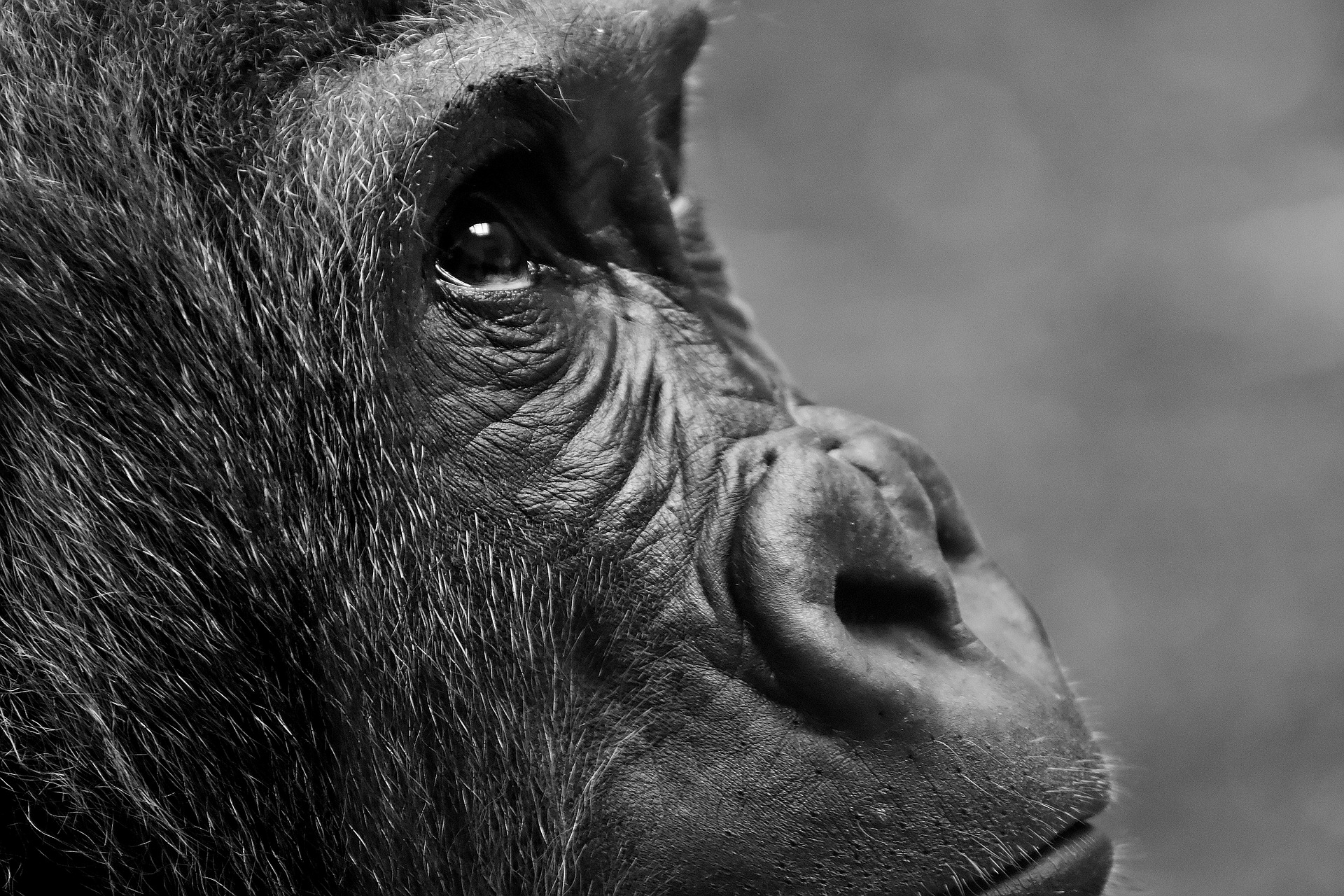 Descarga gratuita de fondo de pantalla para móvil de Animales, Monos, Gorila, Mono.