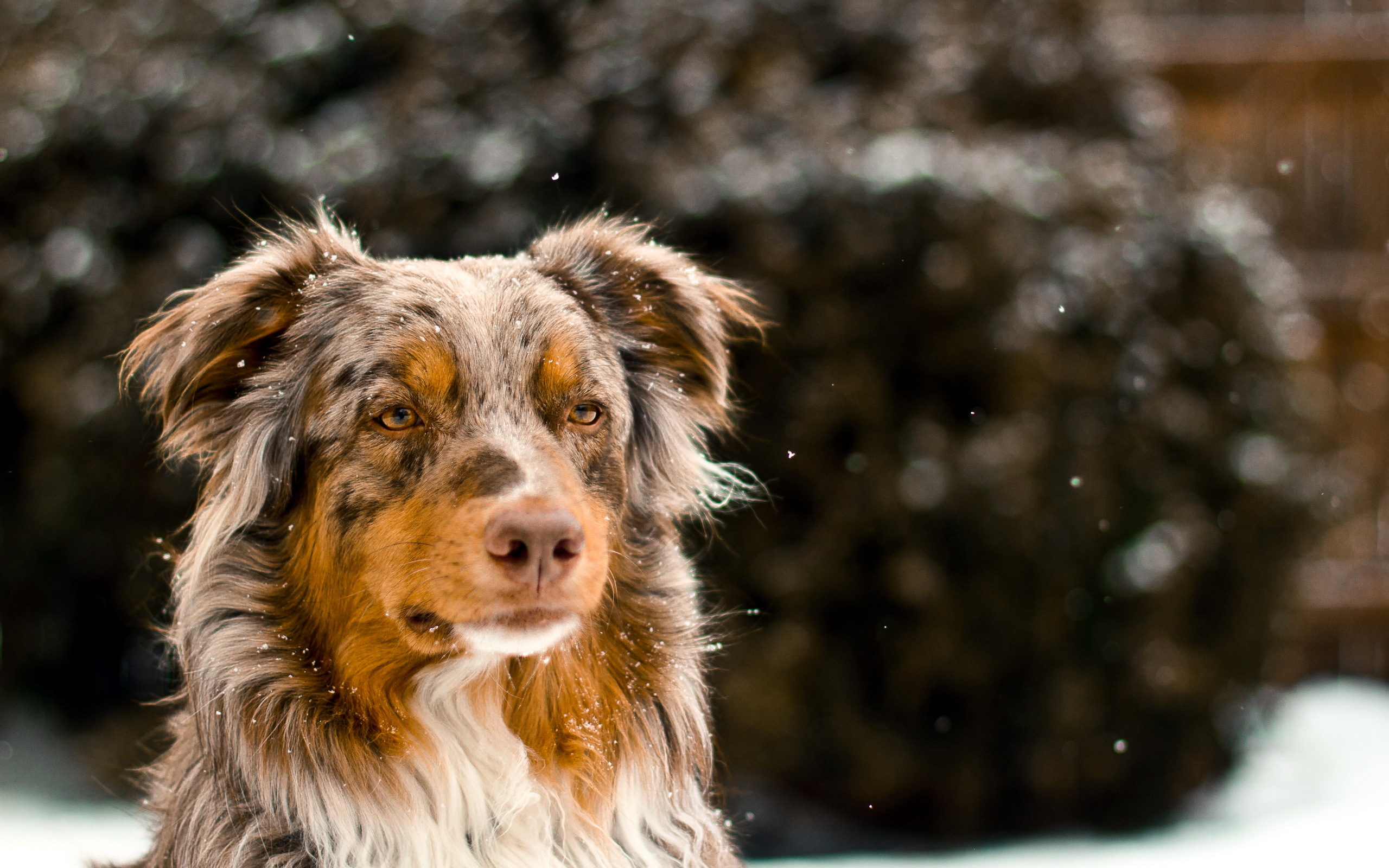 Handy-Wallpaper Tiere, Hunde, Hund kostenlos herunterladen.