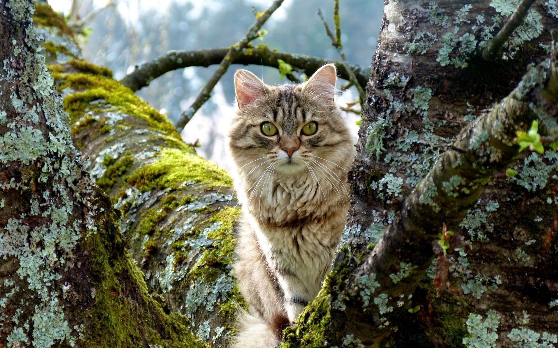 cat, animals, grass, wood, sit, fluffy, tree, moss wallpaper for mobile