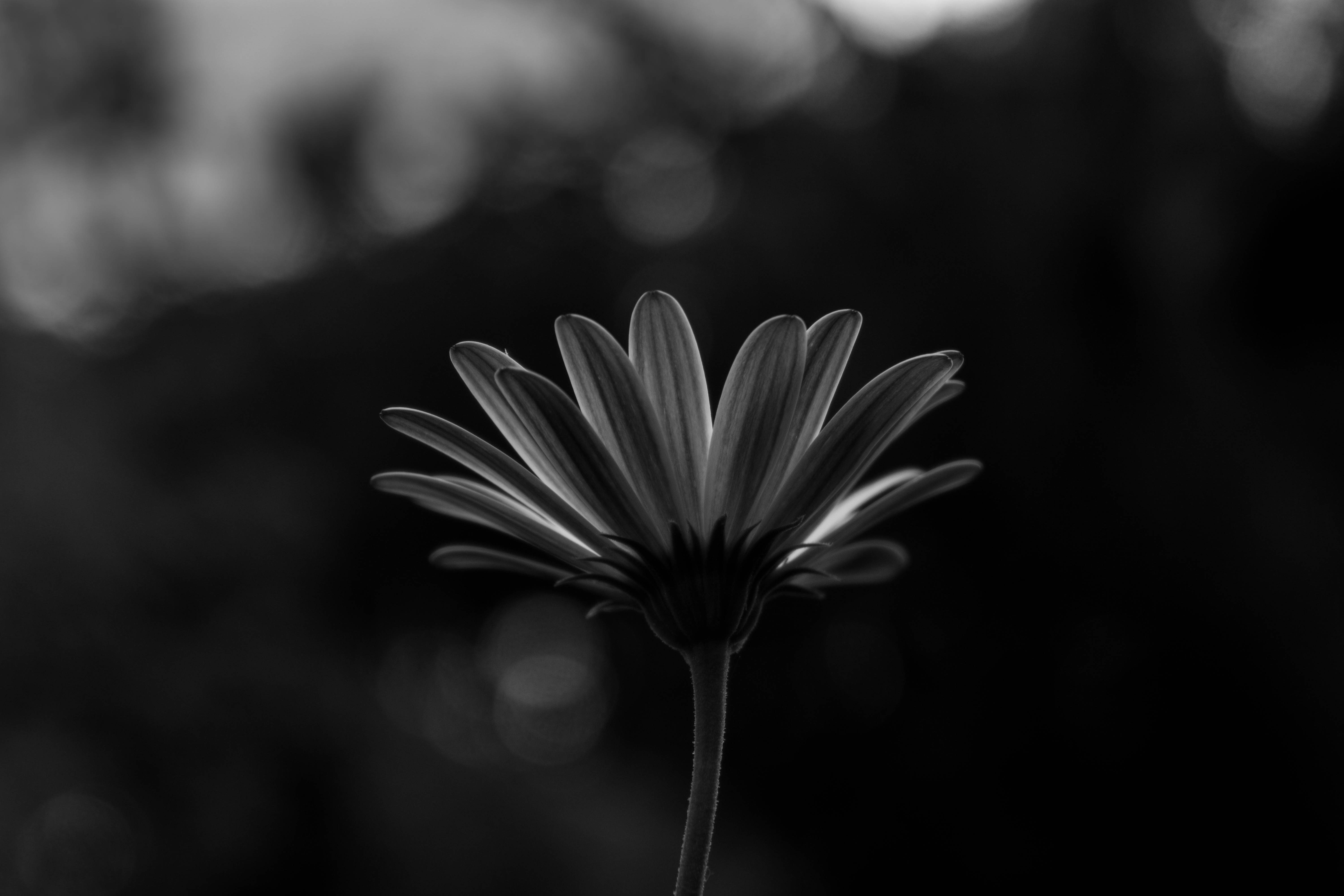 Free download wallpaper Bw, Flowers, Flower, Macro, Close Up, Chb on your PC desktop