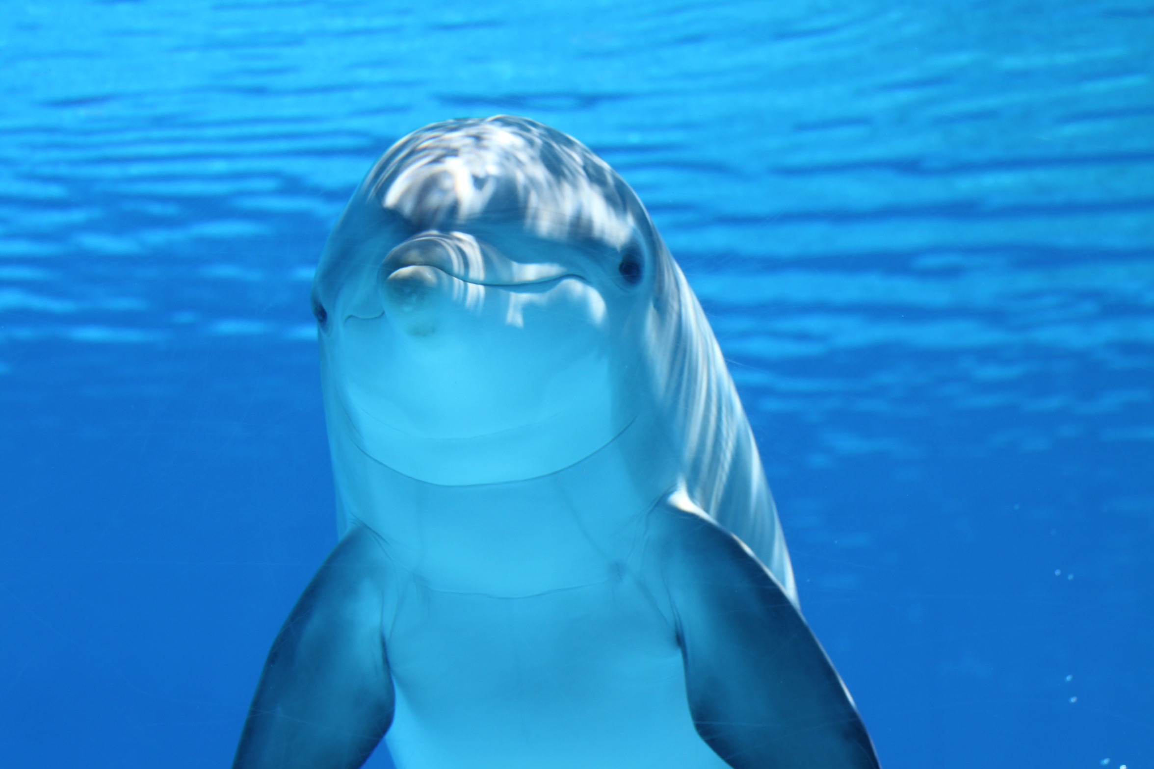 745837 завантажити шпалери тварина, дельфін, синій, ссавець, під водою - заставки і картинки безкоштовно