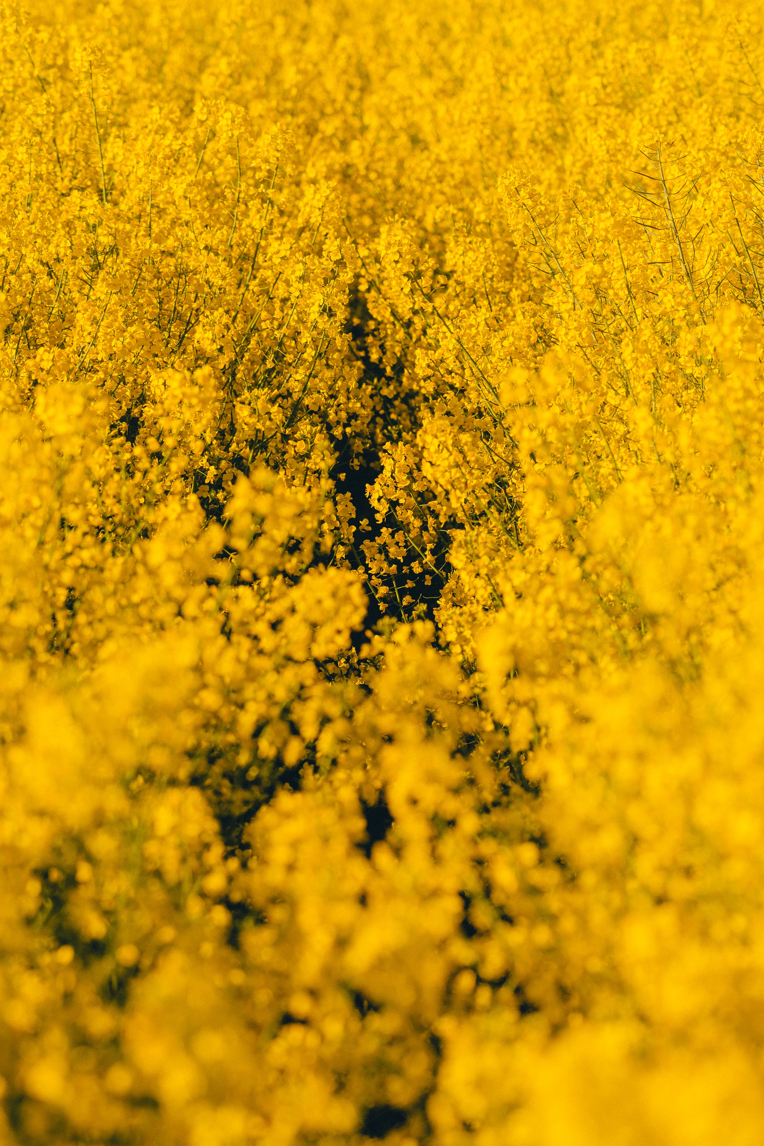 Laden Sie Gelbe Blumen HD-Desktop-Hintergründe herunter