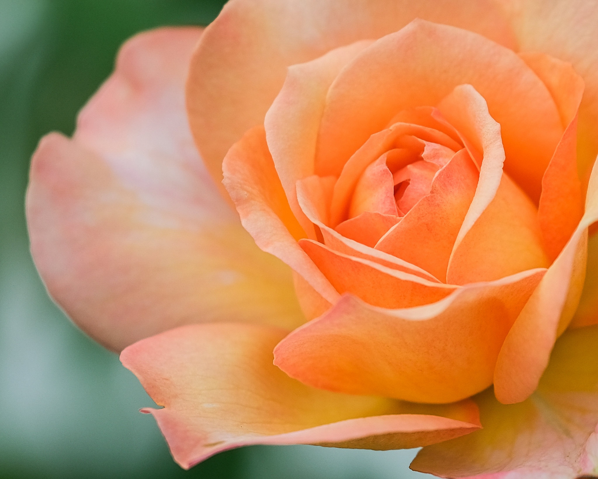 Téléchargez gratuitement l'image Fleurs, Rose, Fermer, Terre/nature sur le bureau de votre PC